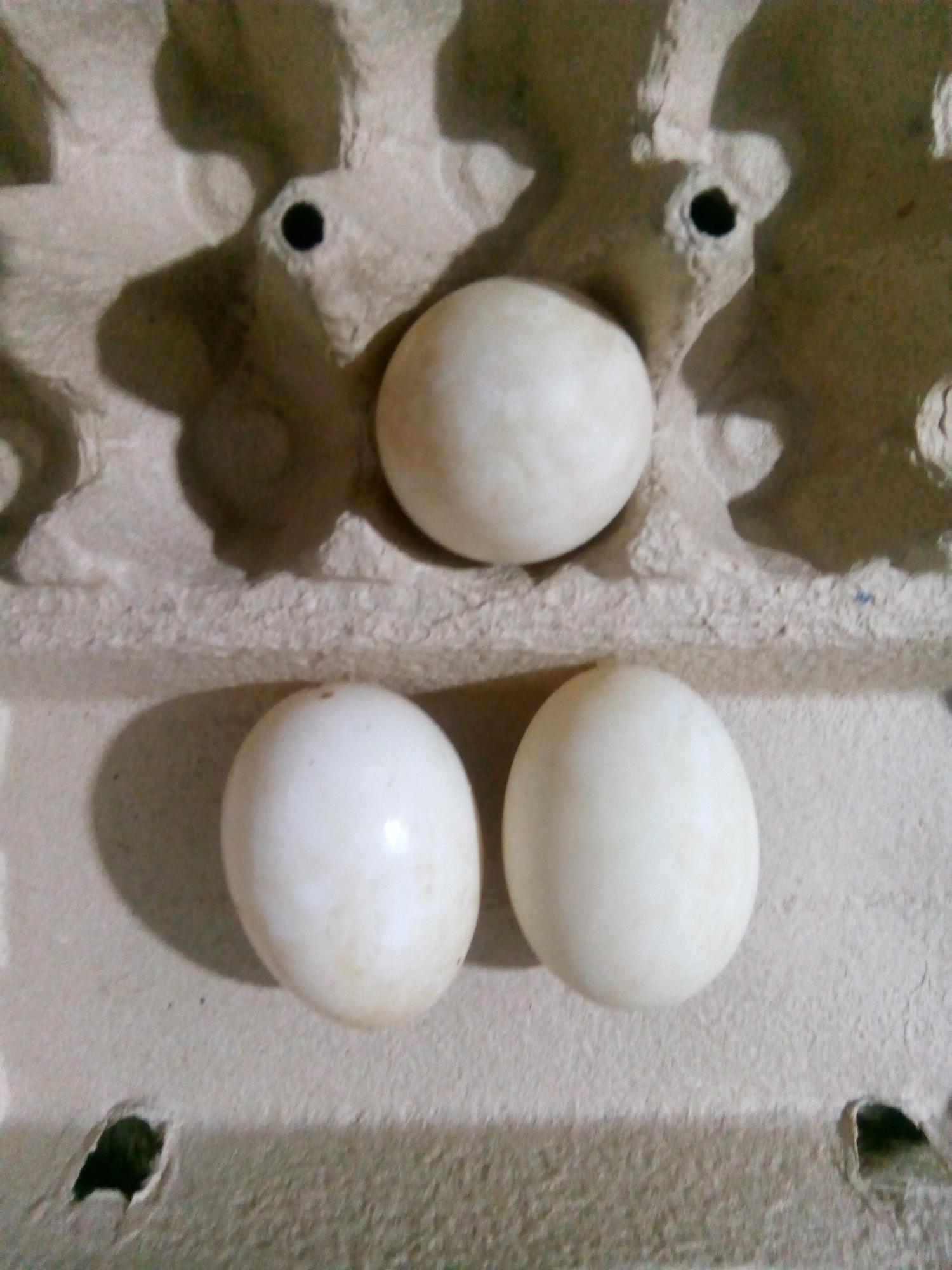 Инкубационное яйцо - фотография № 2