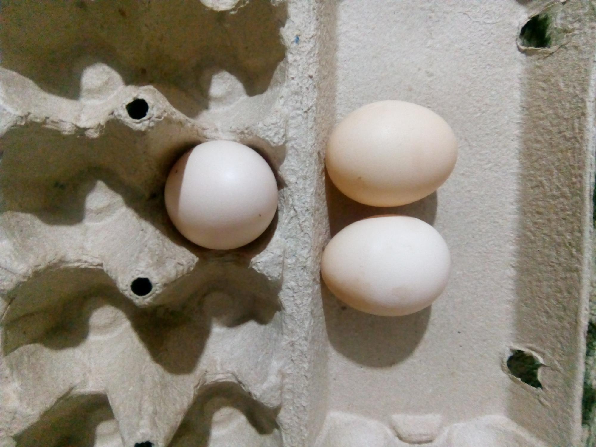 Инкубационное яйцо - фотография № 3