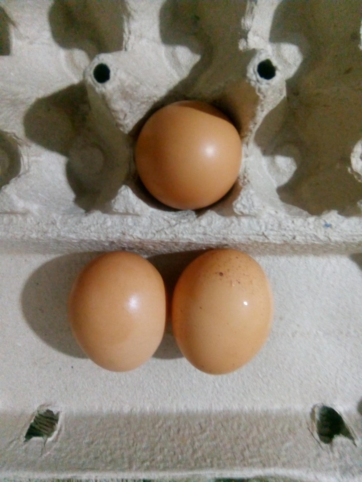 Инкубационное яйцо - фотография № 4