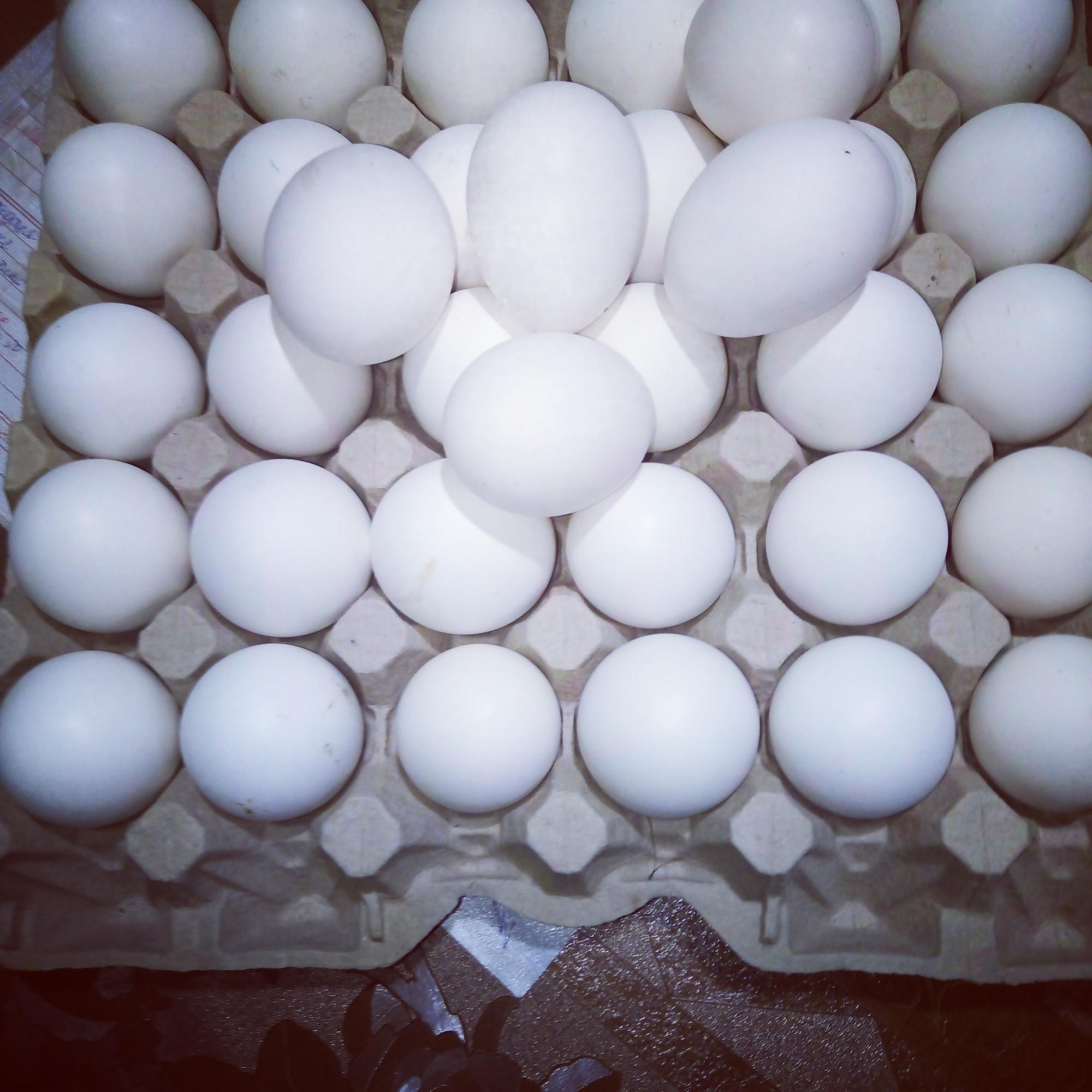 Яйцо на инкубацию Минорка