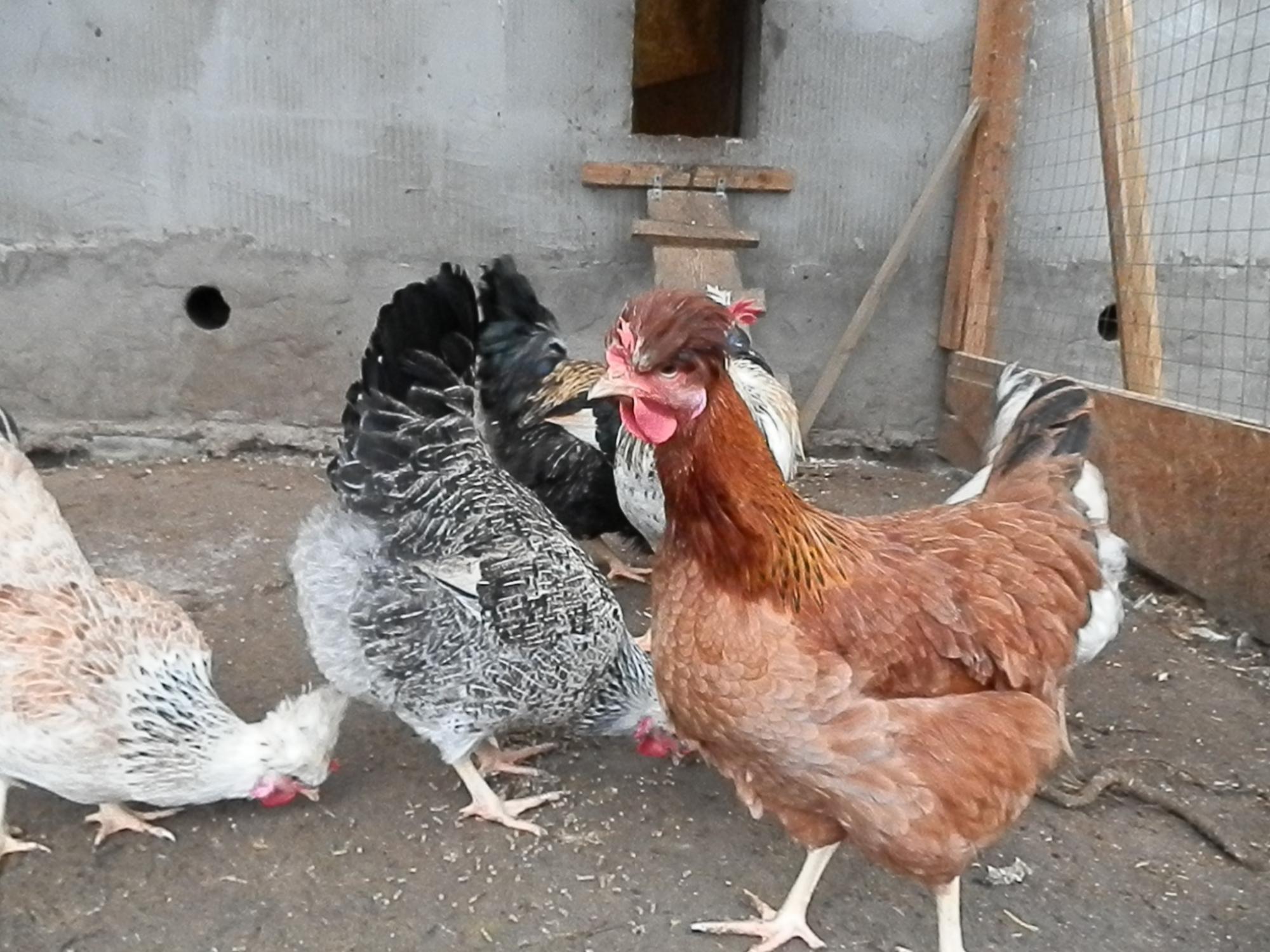 Молодые петухи, инкубационное яйцо , цыплята - фотография № 4