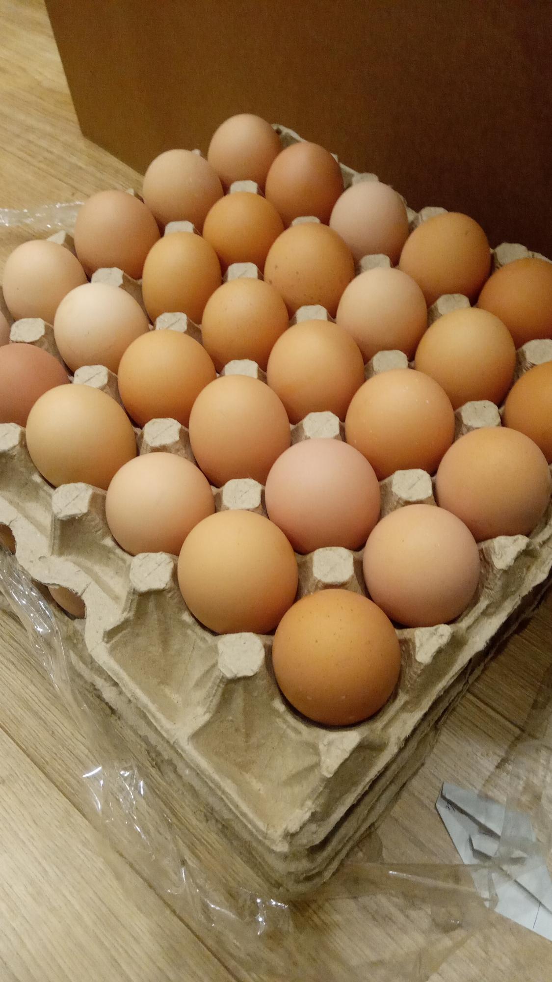 Инкубационное яйцо доминант, бройлер, утка, индюк. - фотография № 7