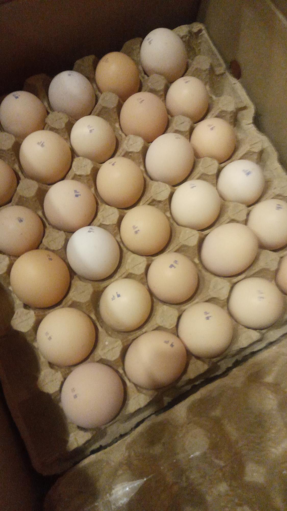Инкубационное яйцо доминант, бройлер, утка, индюк. - фотография № 8