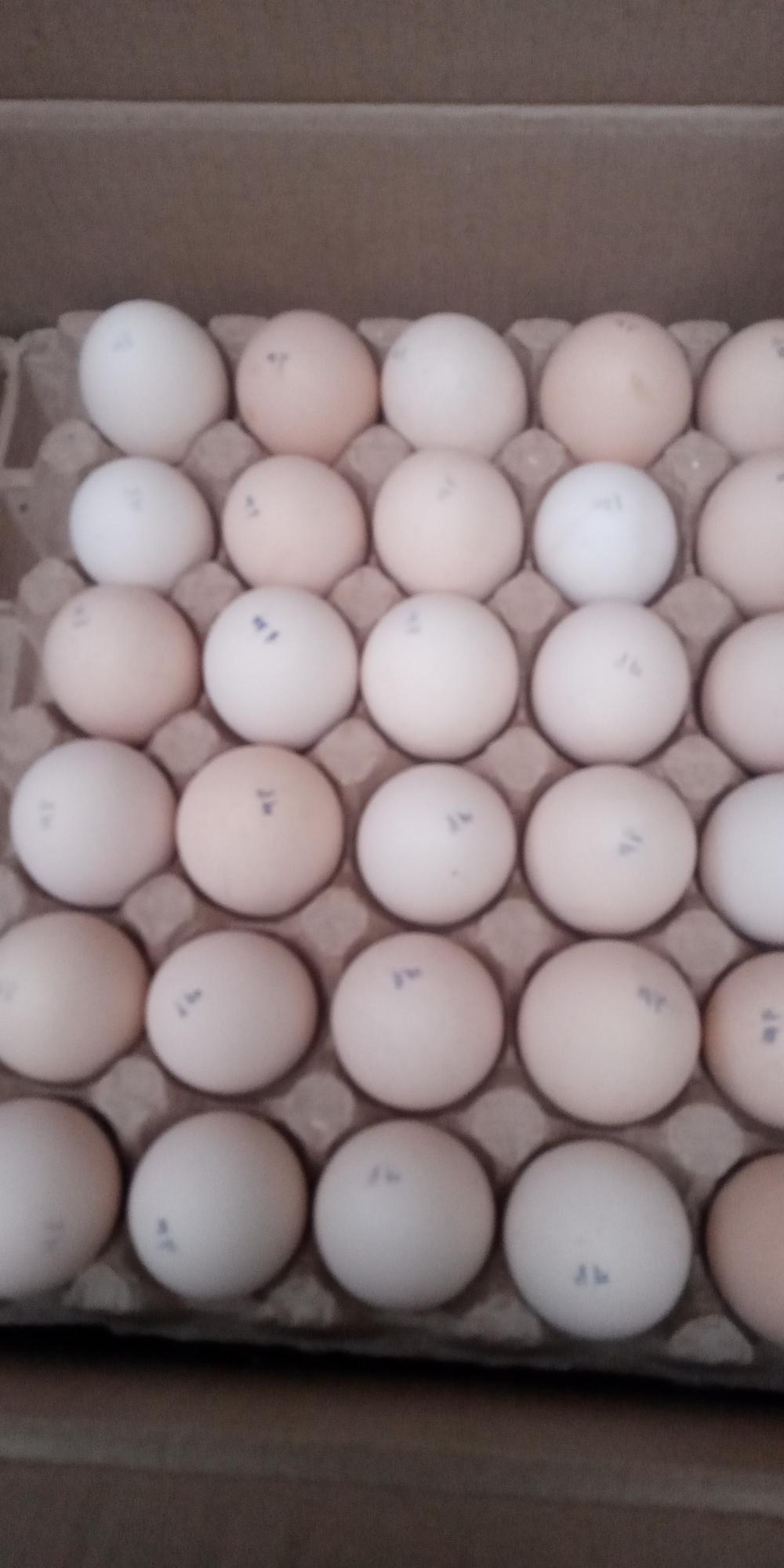 Инкубационное яйцо доминант, бройлер, утка, индюк. - фотография № 9