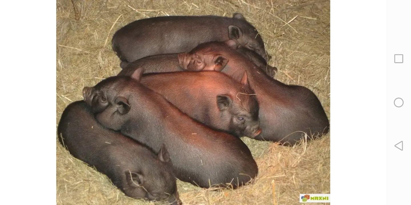 Купить Поросят В Заб Крае