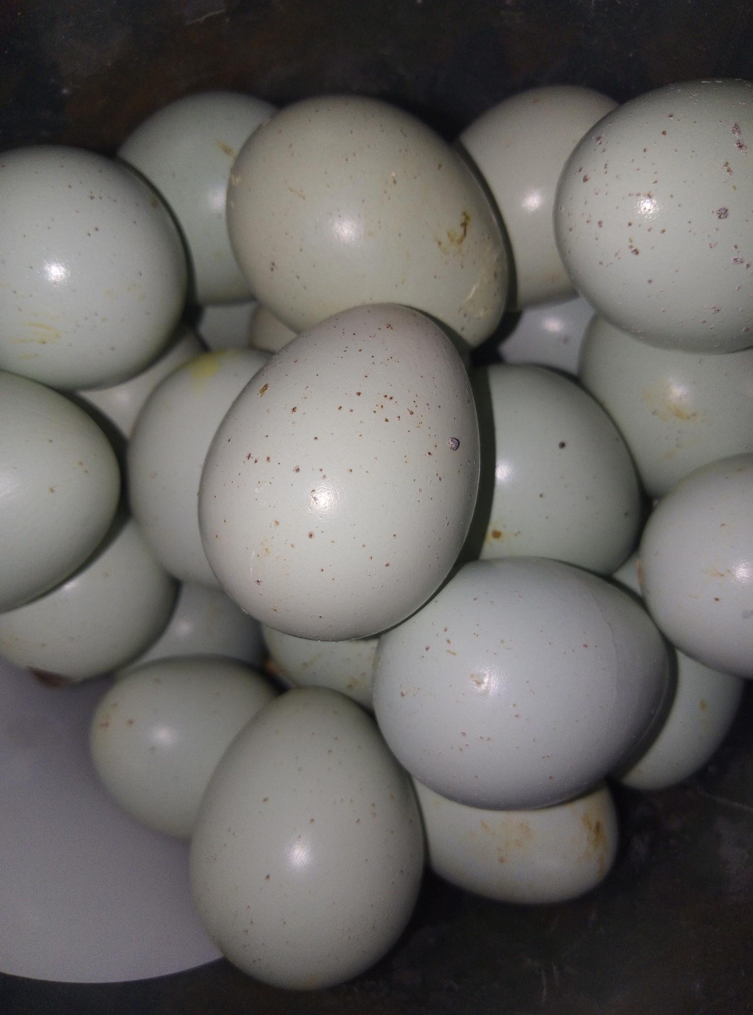 Инкубационное яйцо перепелов Селадон