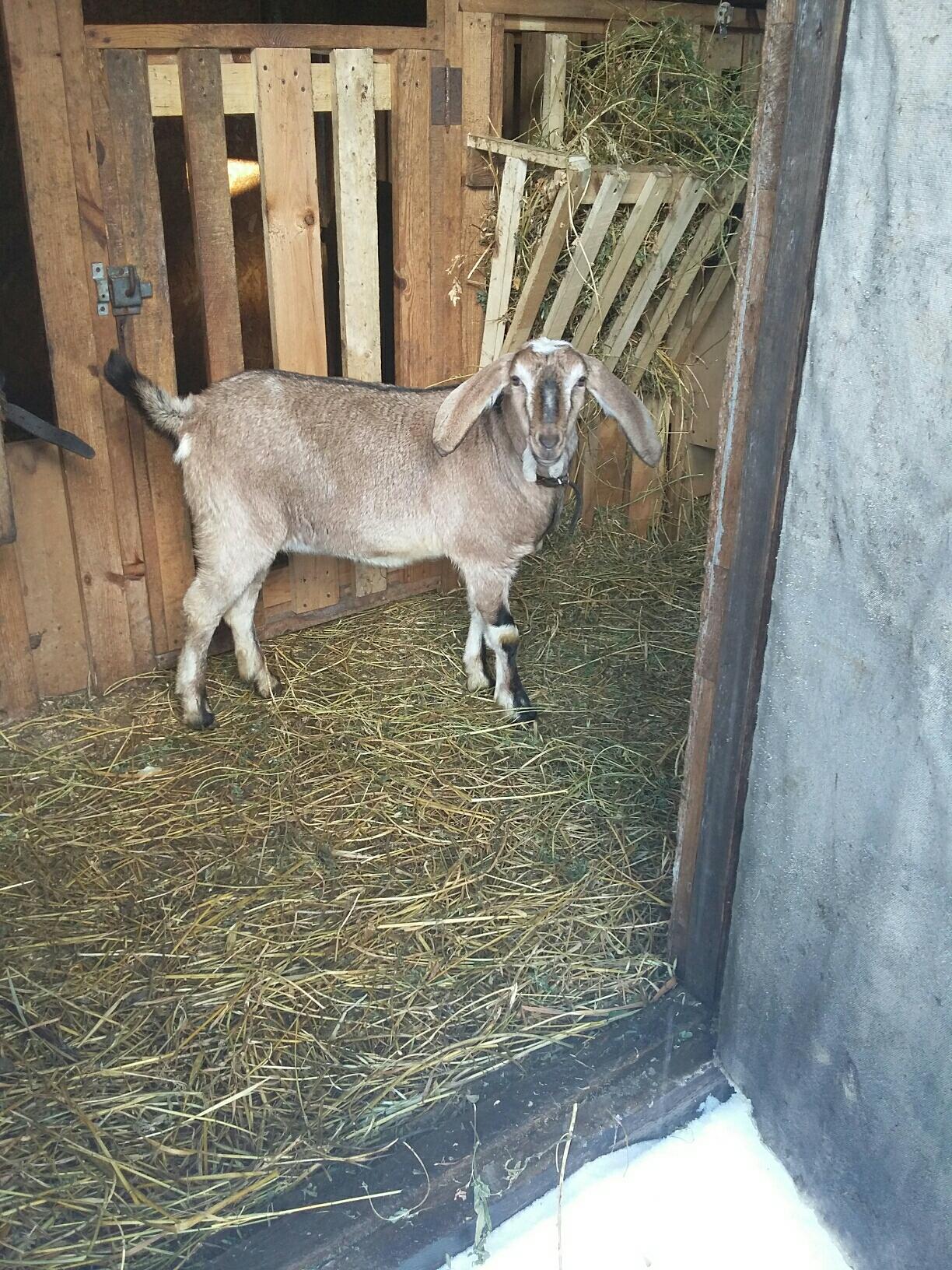 Англо-нубийская коза - фотография № 3