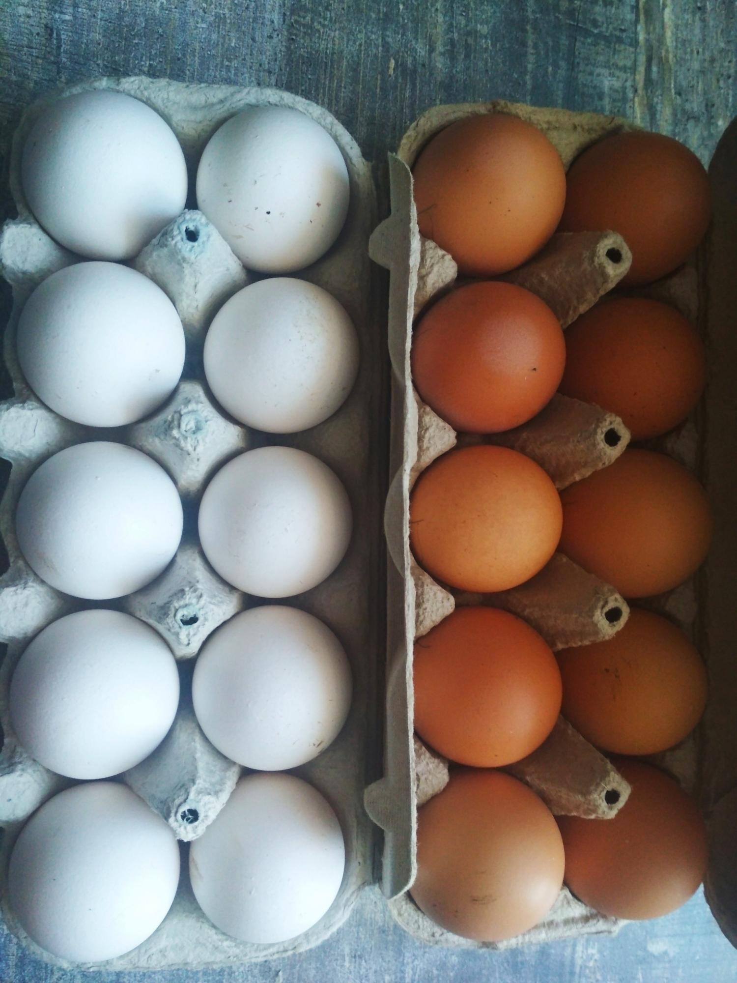 Яйца инкубационные - фотография № 1
