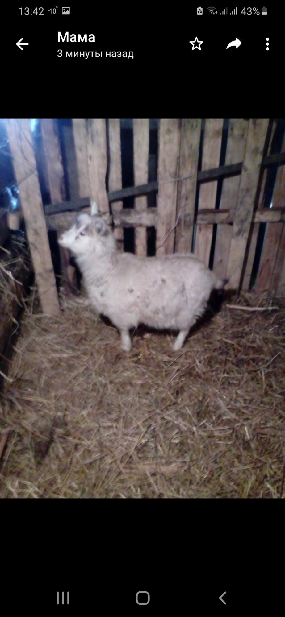 Продам коз,плотниково, - фотография № 2