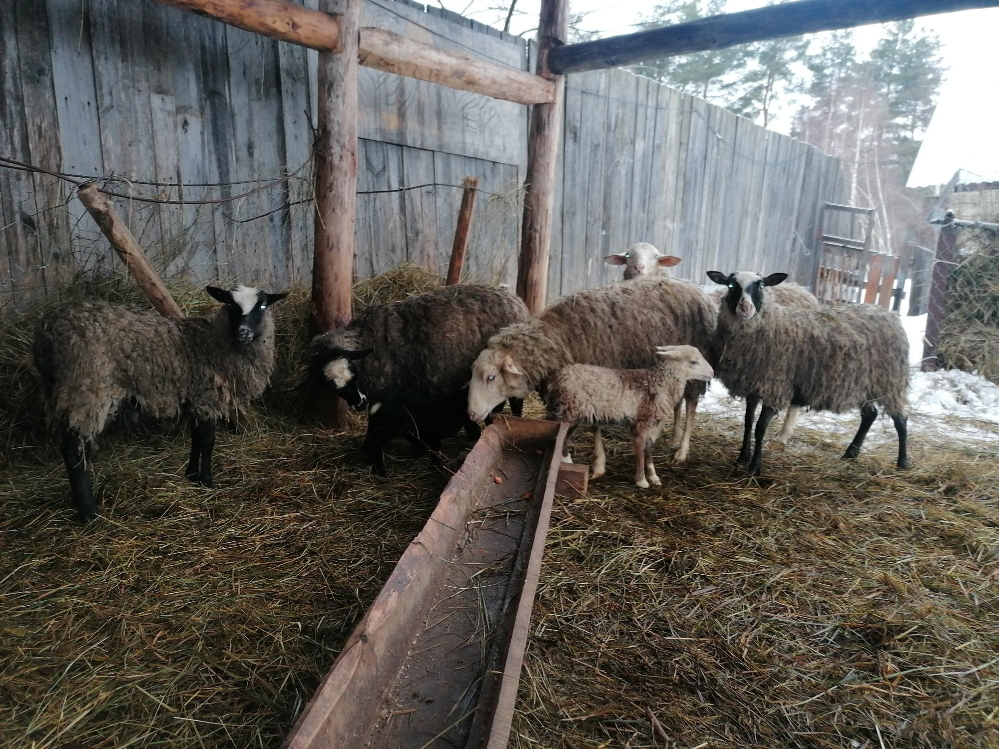 Овца бараны - фотография № 3