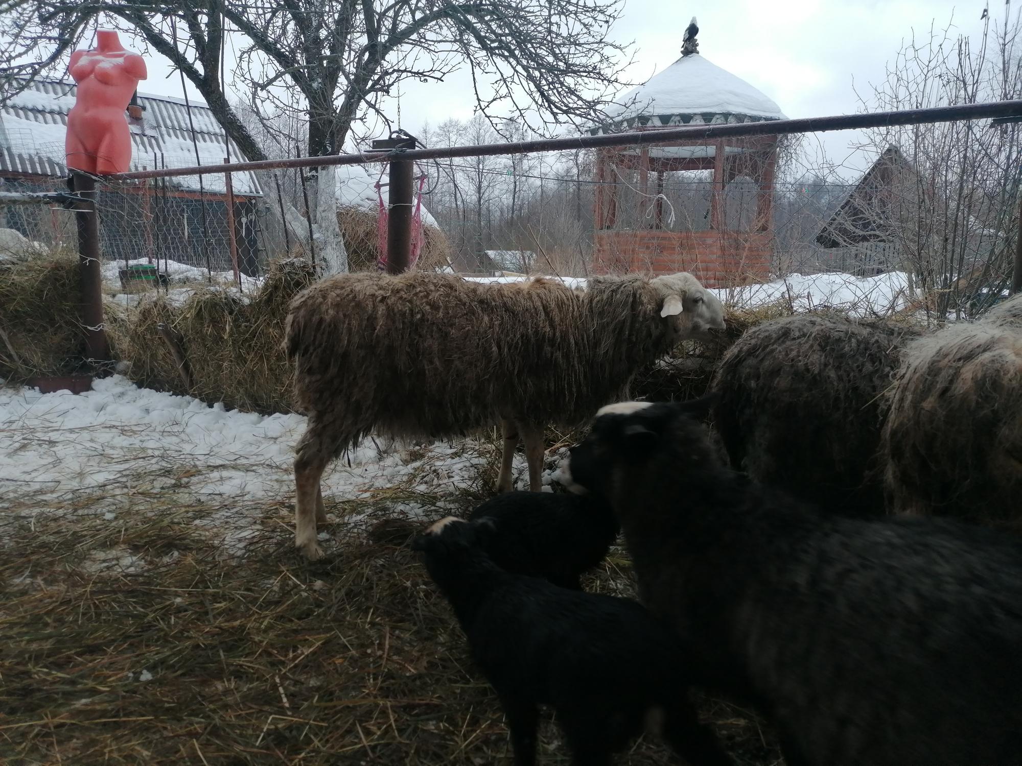 Овца бараны - фотография № 8