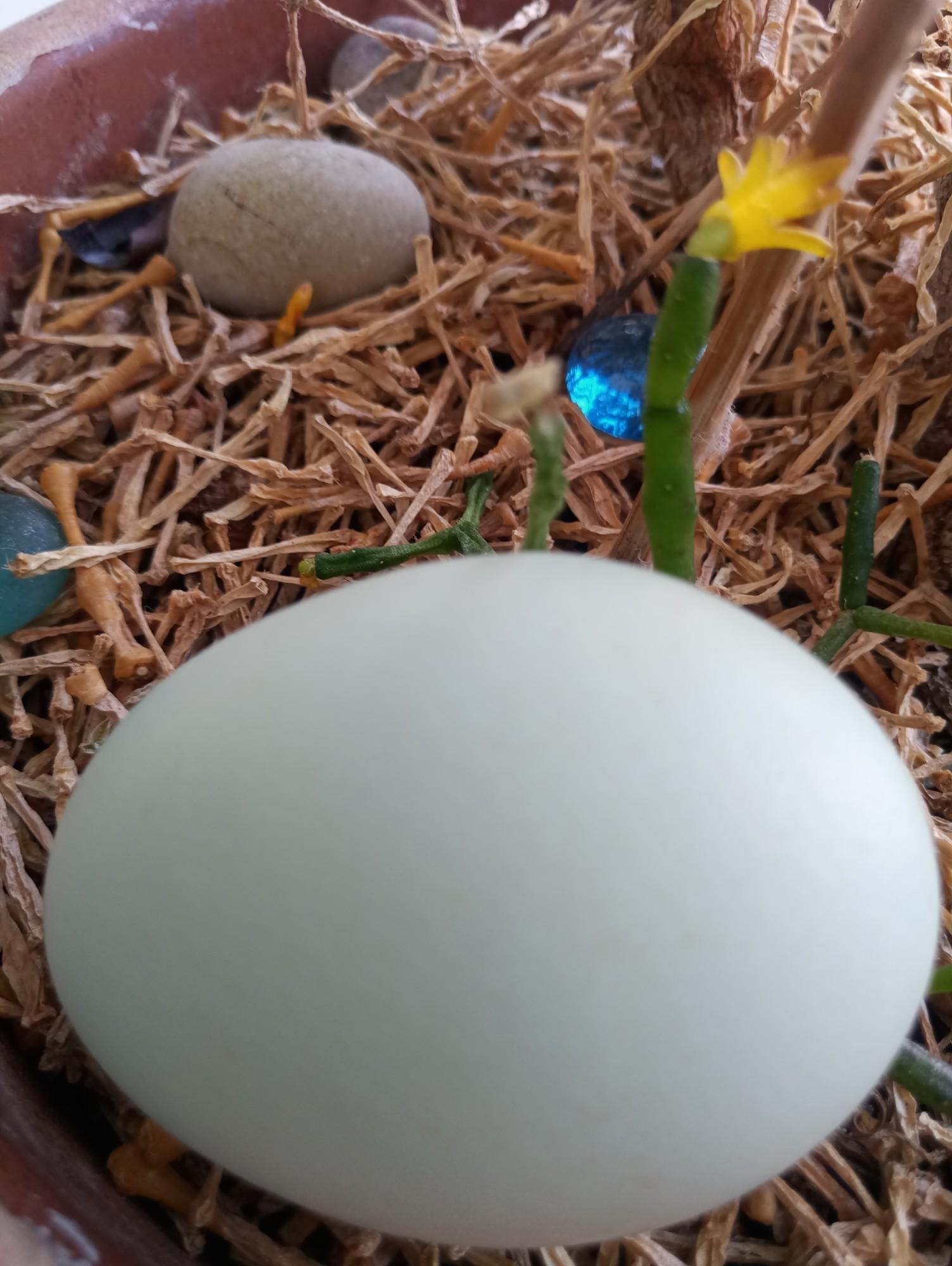 Инкубационное яйцо Араукана - фотография № 1