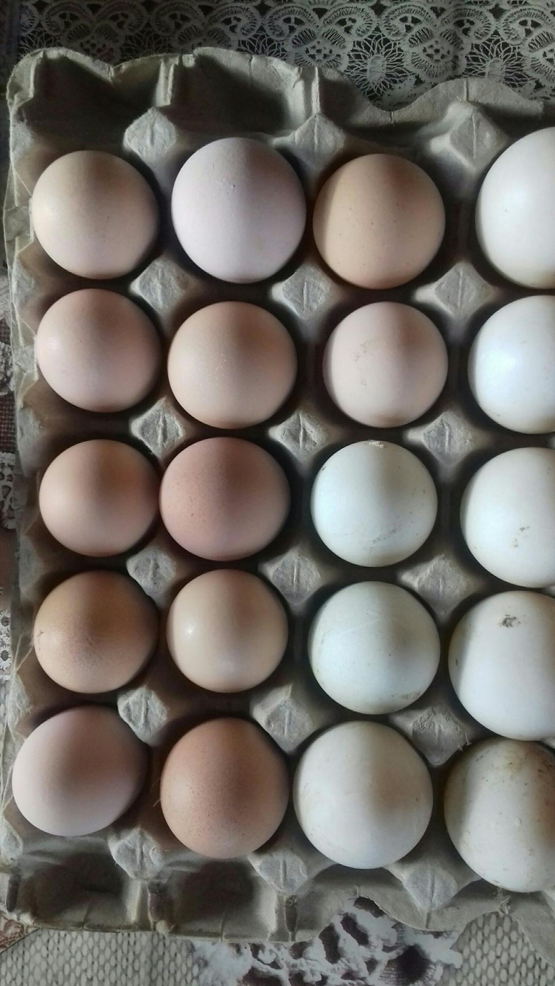 Яйцо инкубвционное Кур и Уток