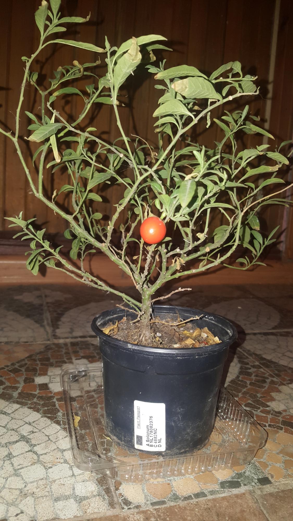Паслен Соланум томатное дерево - фотография № 1