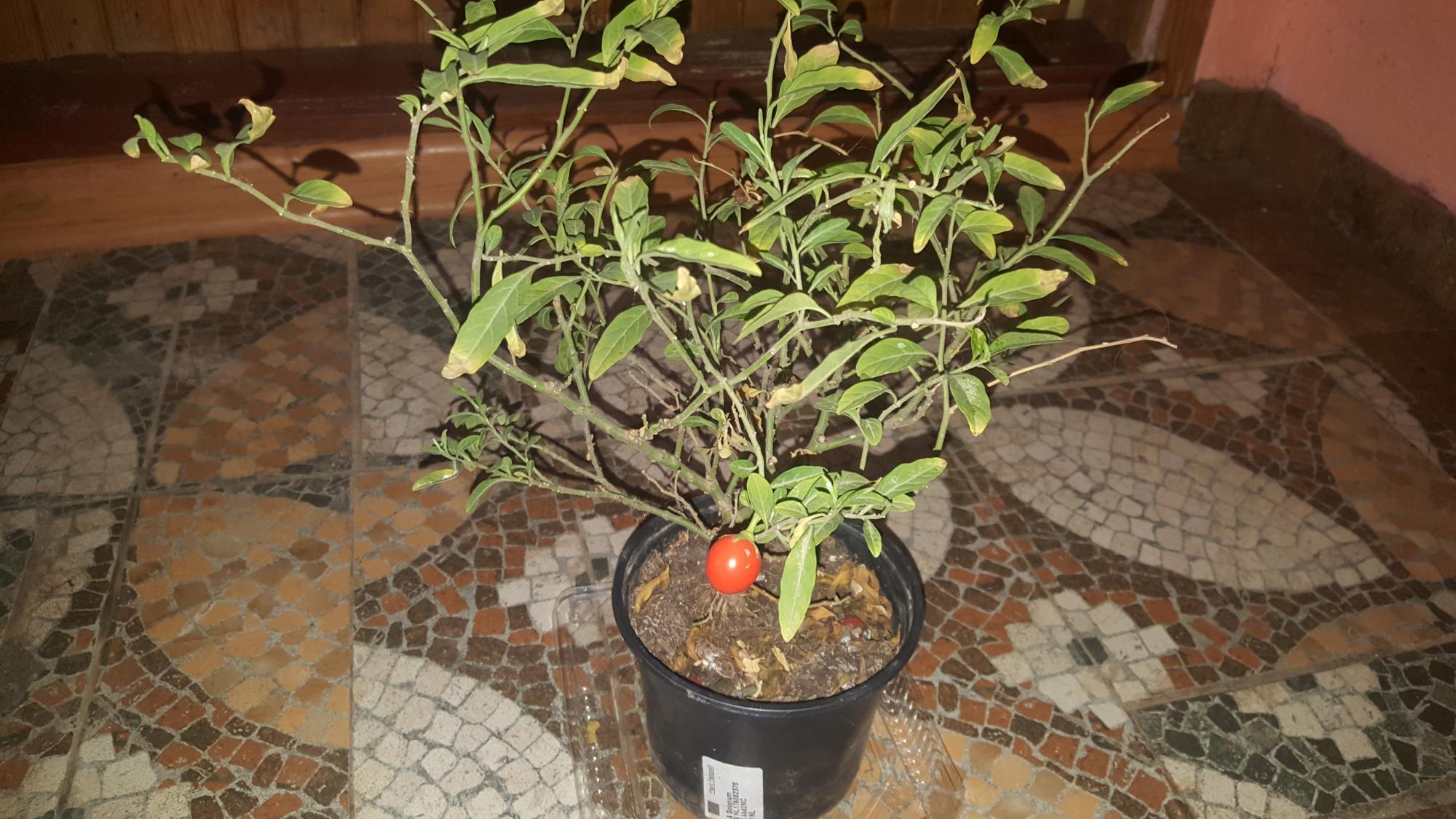 Паслен Соланум томатное дерево - фотография № 2
