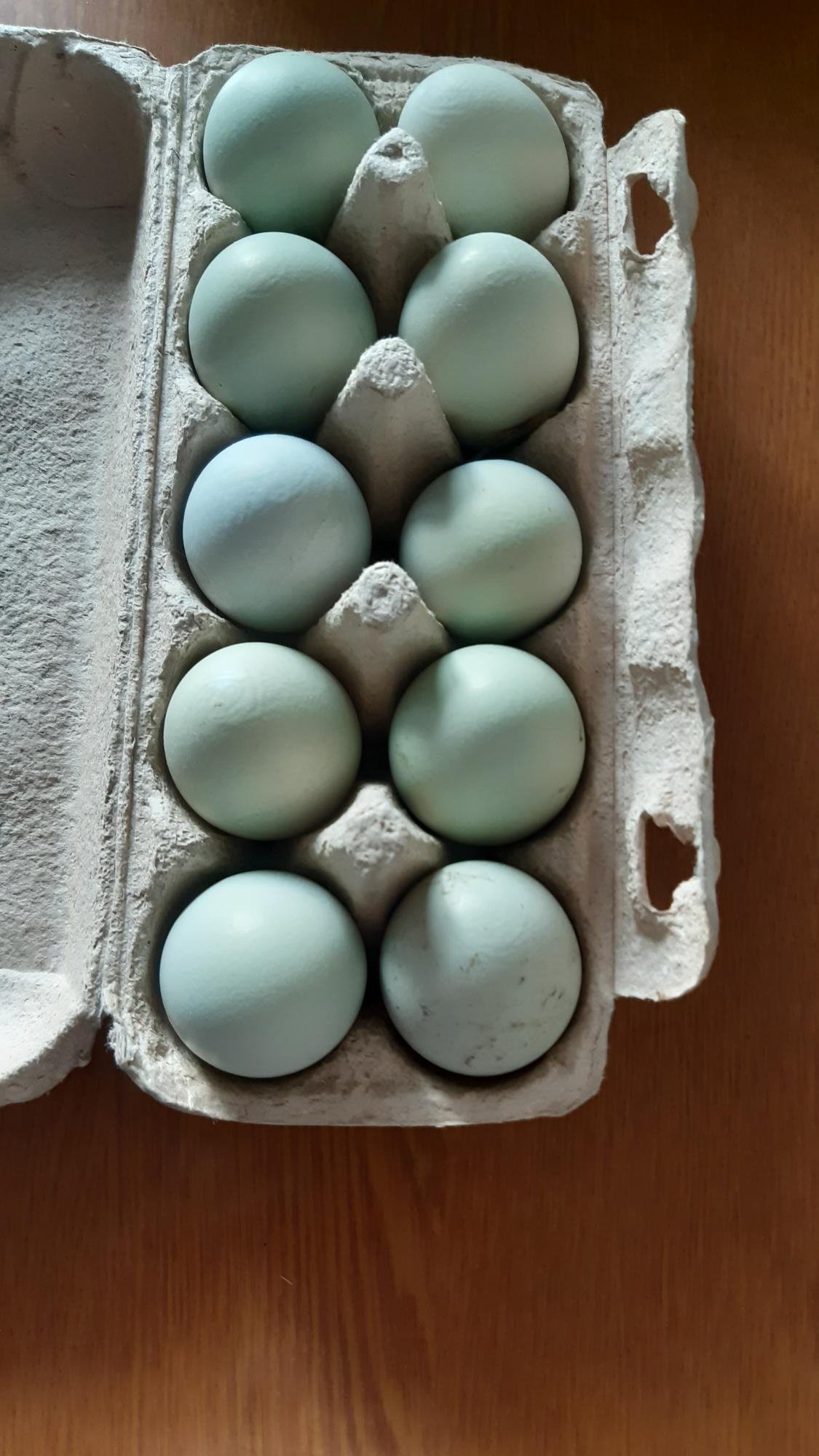 Араукан инкубационное яйцо