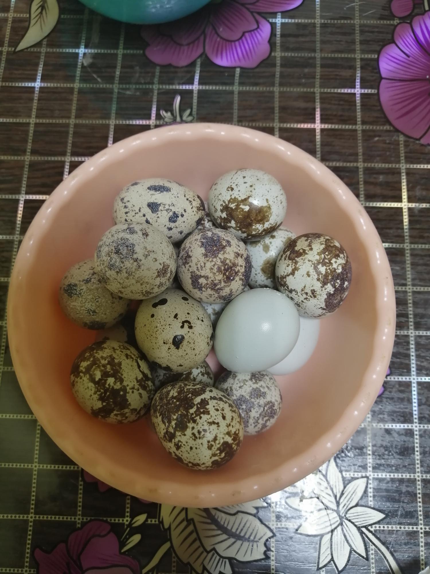 Яйцо инкубационное перепелиное - фотография № 2