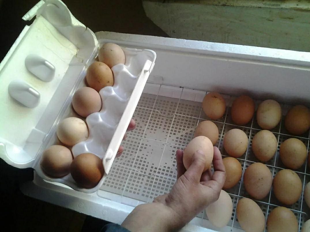 Инкубационное яйцо и цыплята Австролорпа Черного - фотография № 1