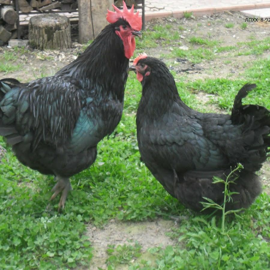 Инкубационное яйцо и цыплята Австролорпа Черного - фотография № 3
