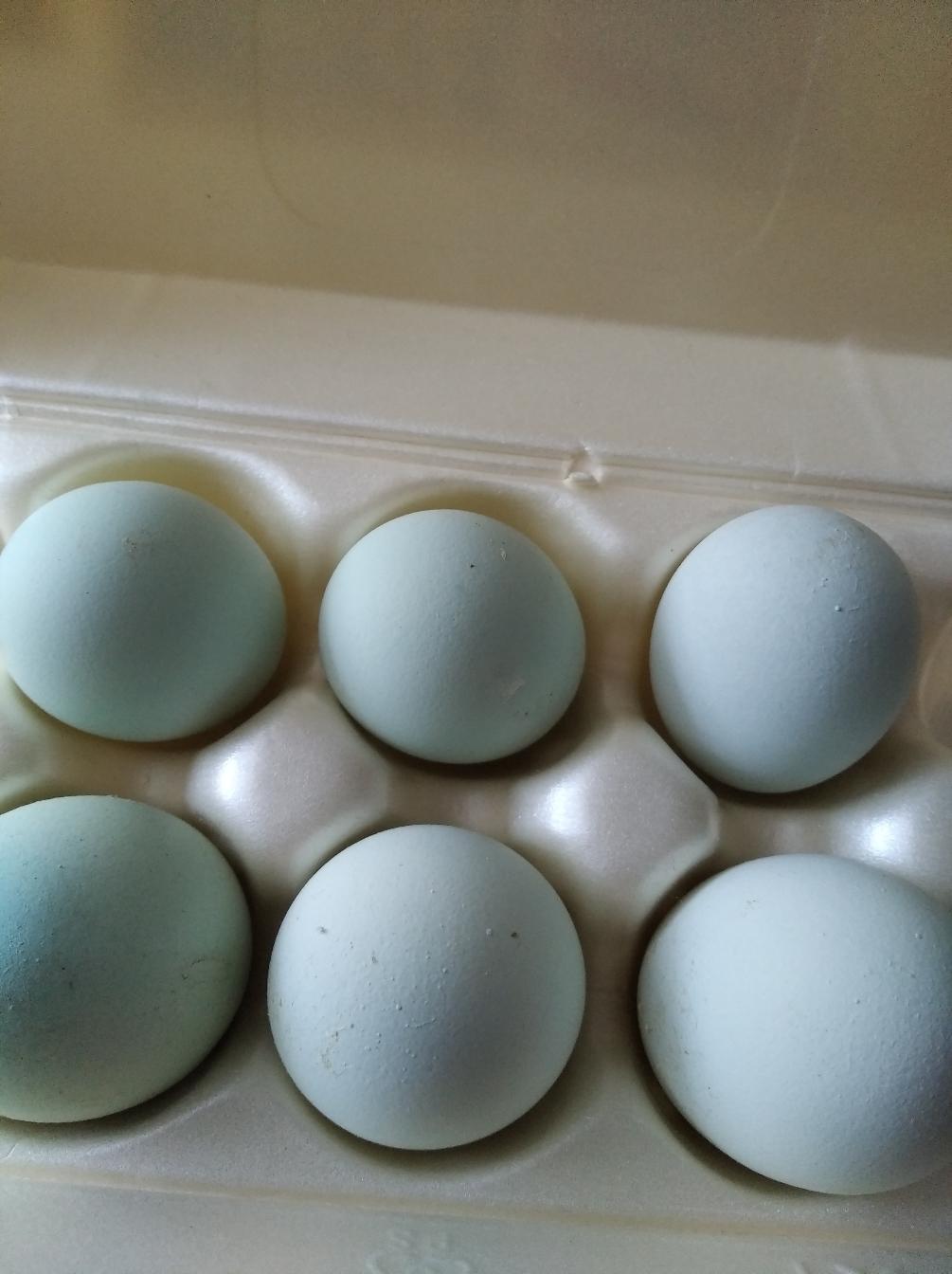 Яйцо инкубационное Леггбаров и Синь синь Дзянь