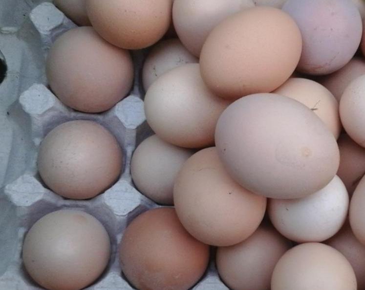 Инкубационное яйцо Адлерская Серебристая - фотография № 4