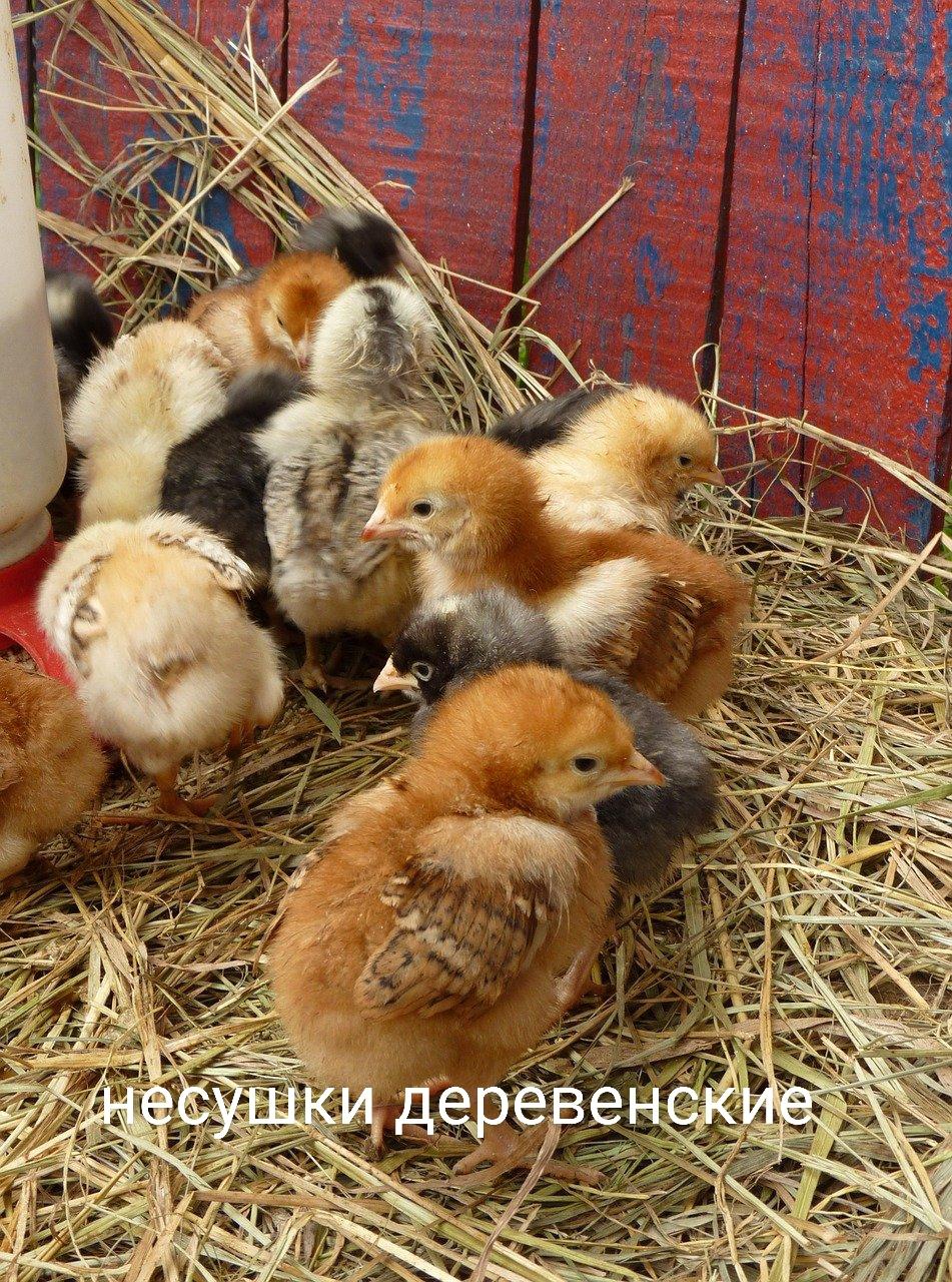 Бройлеры, цыплята, куры несушки - фотография № 2