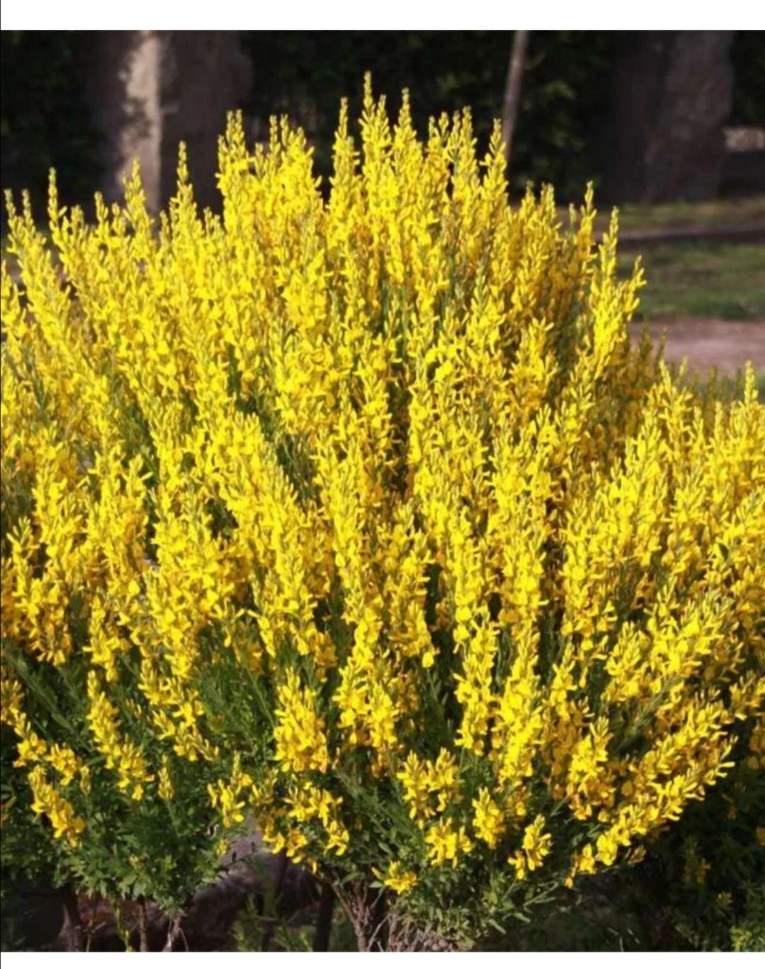 Дрок, Genista(Genista tinctoria)