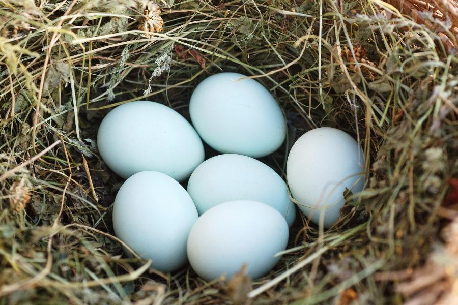 Инкубационное яйцо лакендази - фотография № 1