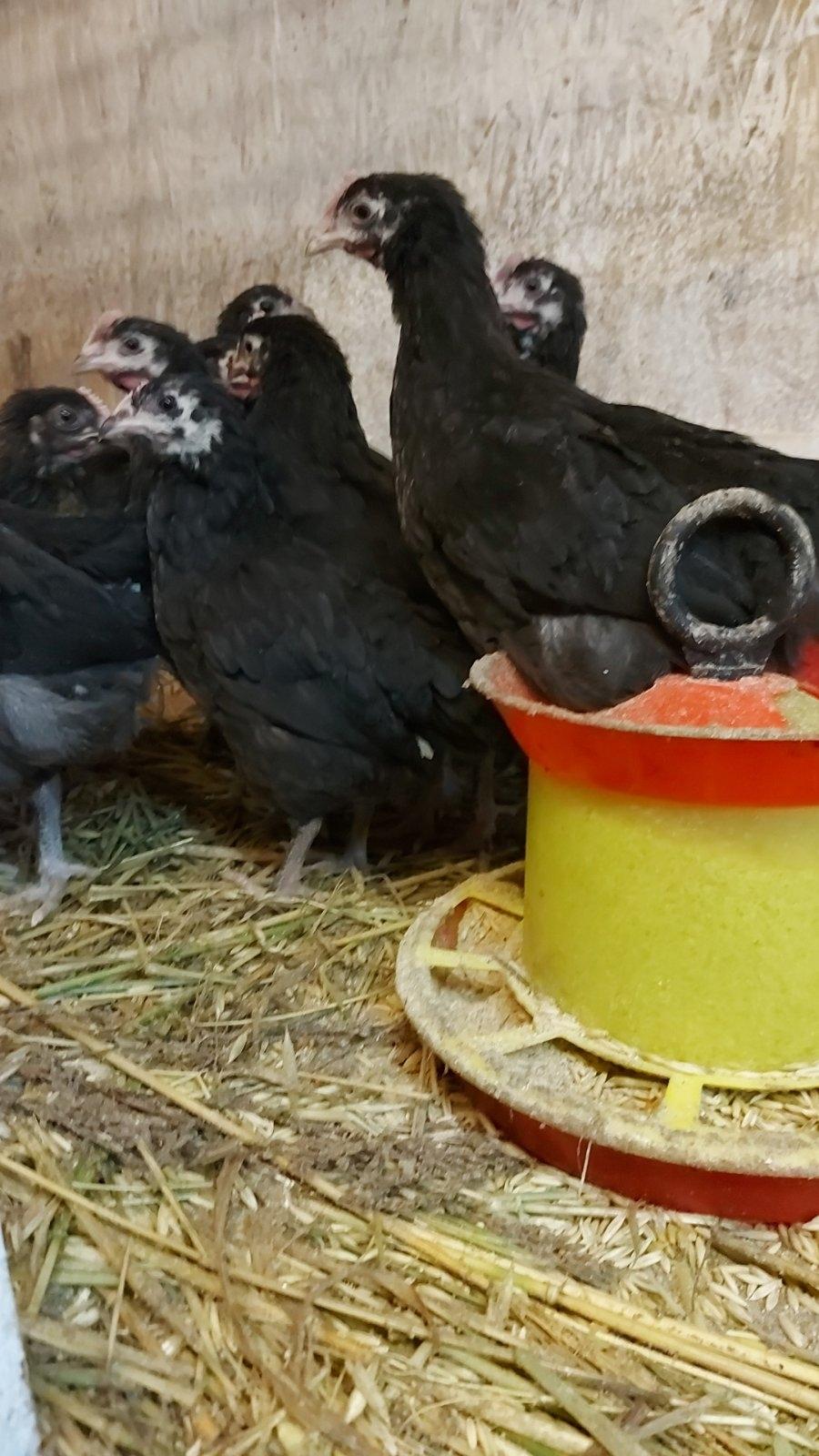 Продам цыплят 2 месяца - фотография № 2