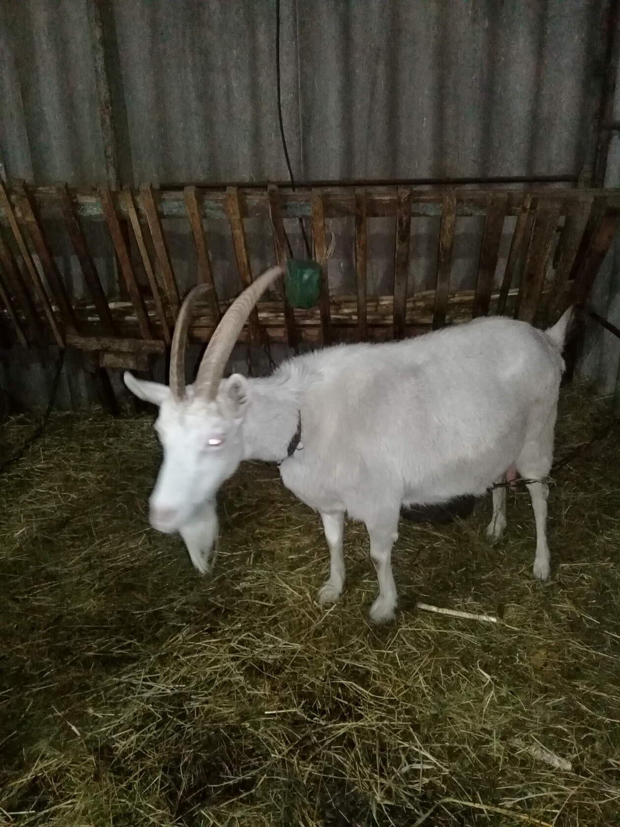 молочная порода козы - фотография № 1