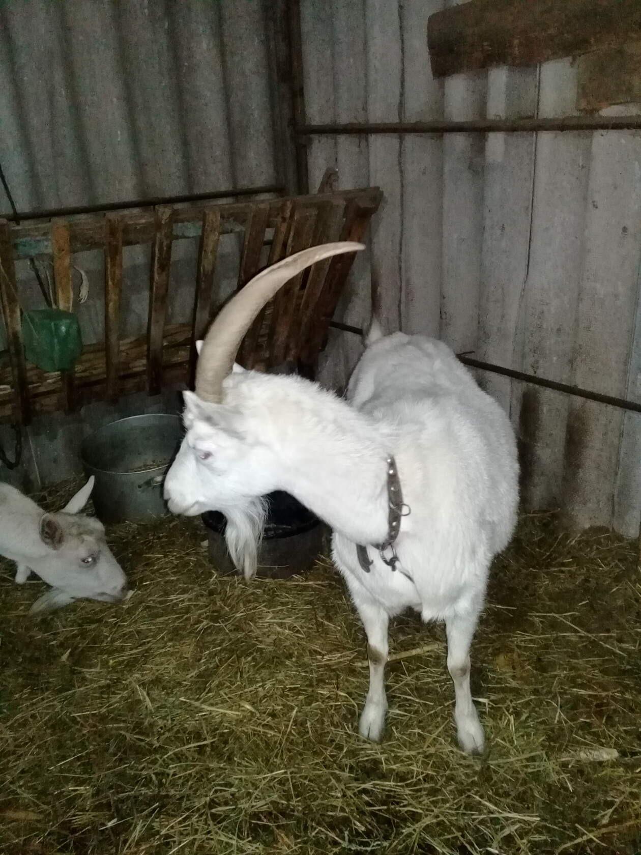 молочная порода козы - фотография № 2