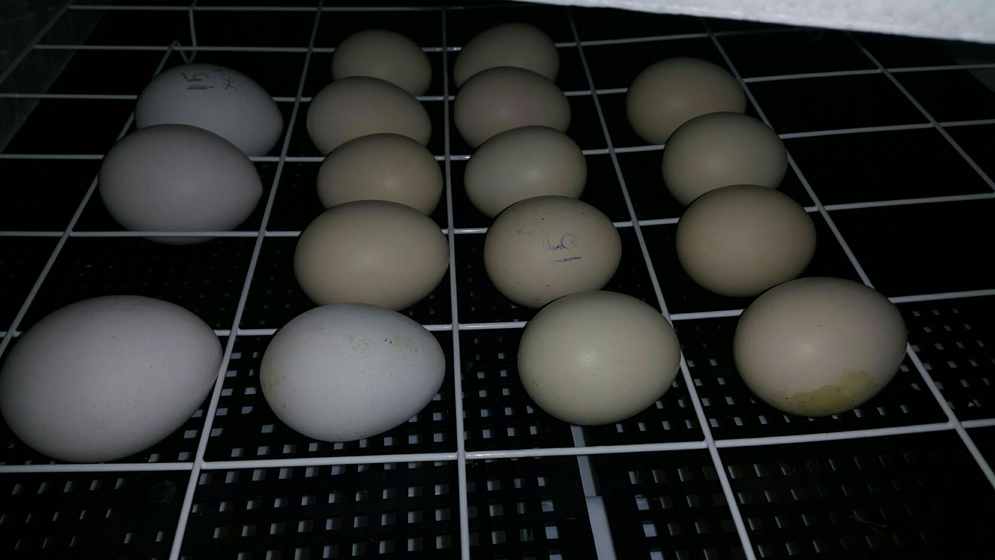 Куплю инкубационное яйцо доминанта