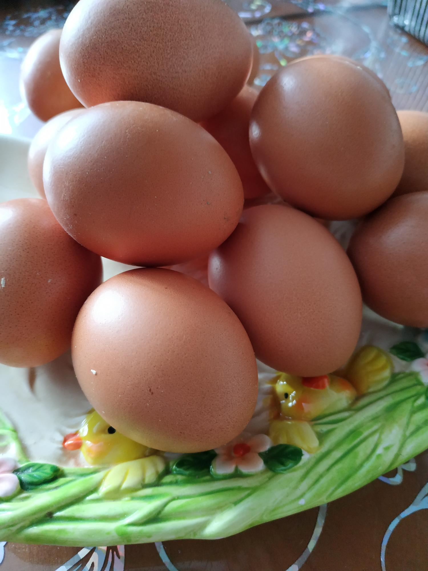 Инкуб.яйцо, цыплята Барнивельдер золото - фотография № 4