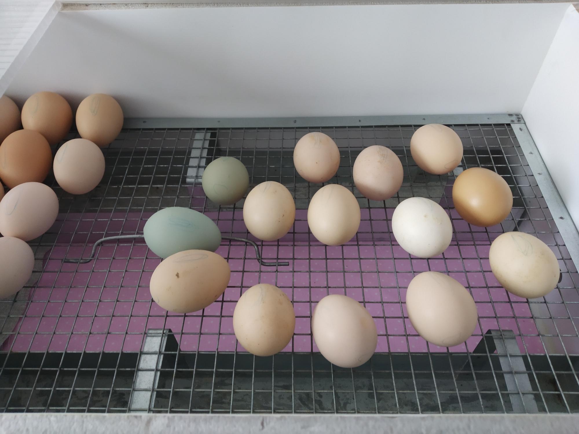Инкубационные яйца - фотография № 2