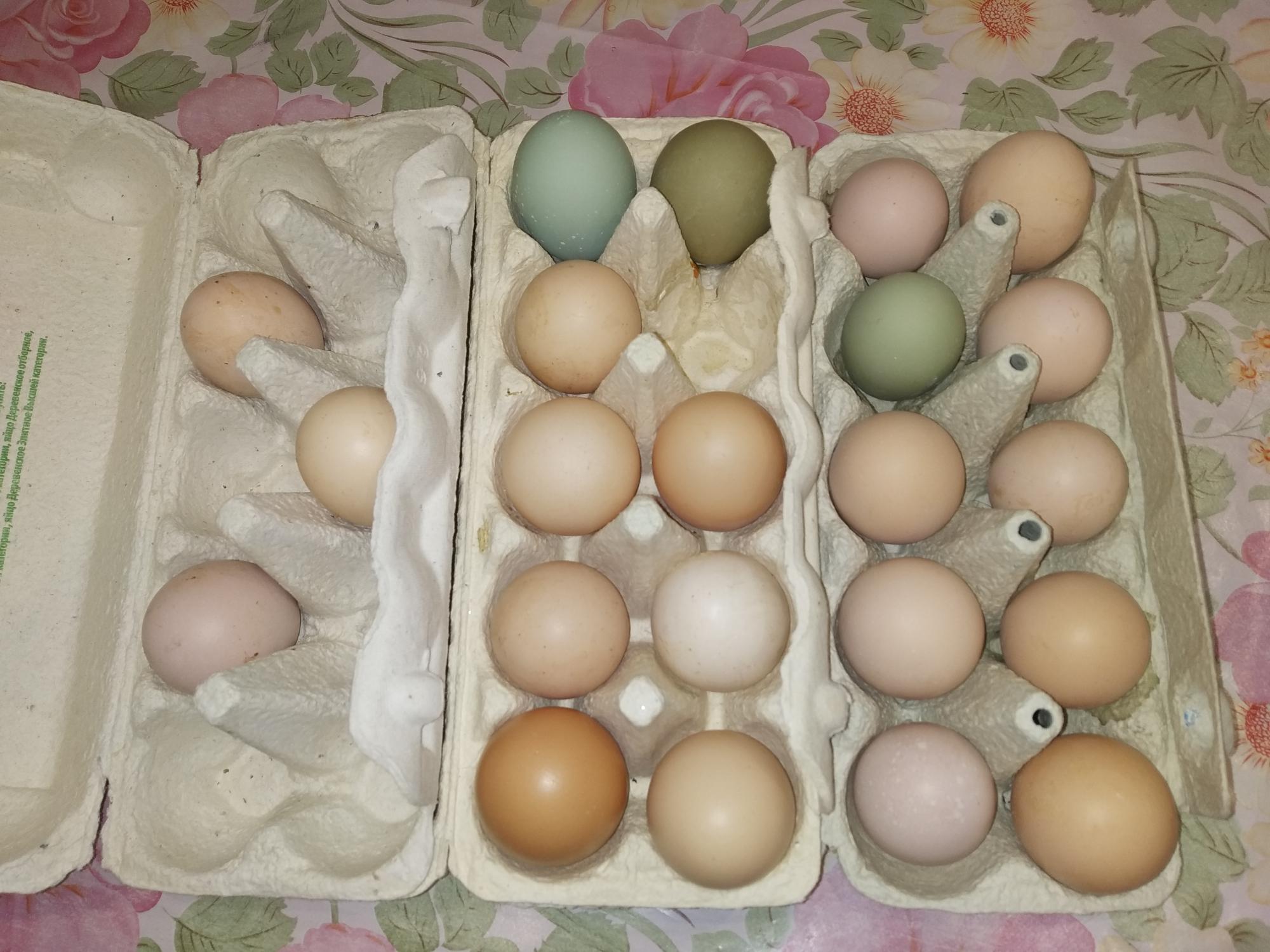 Инкубационные яйца - фотография № 3