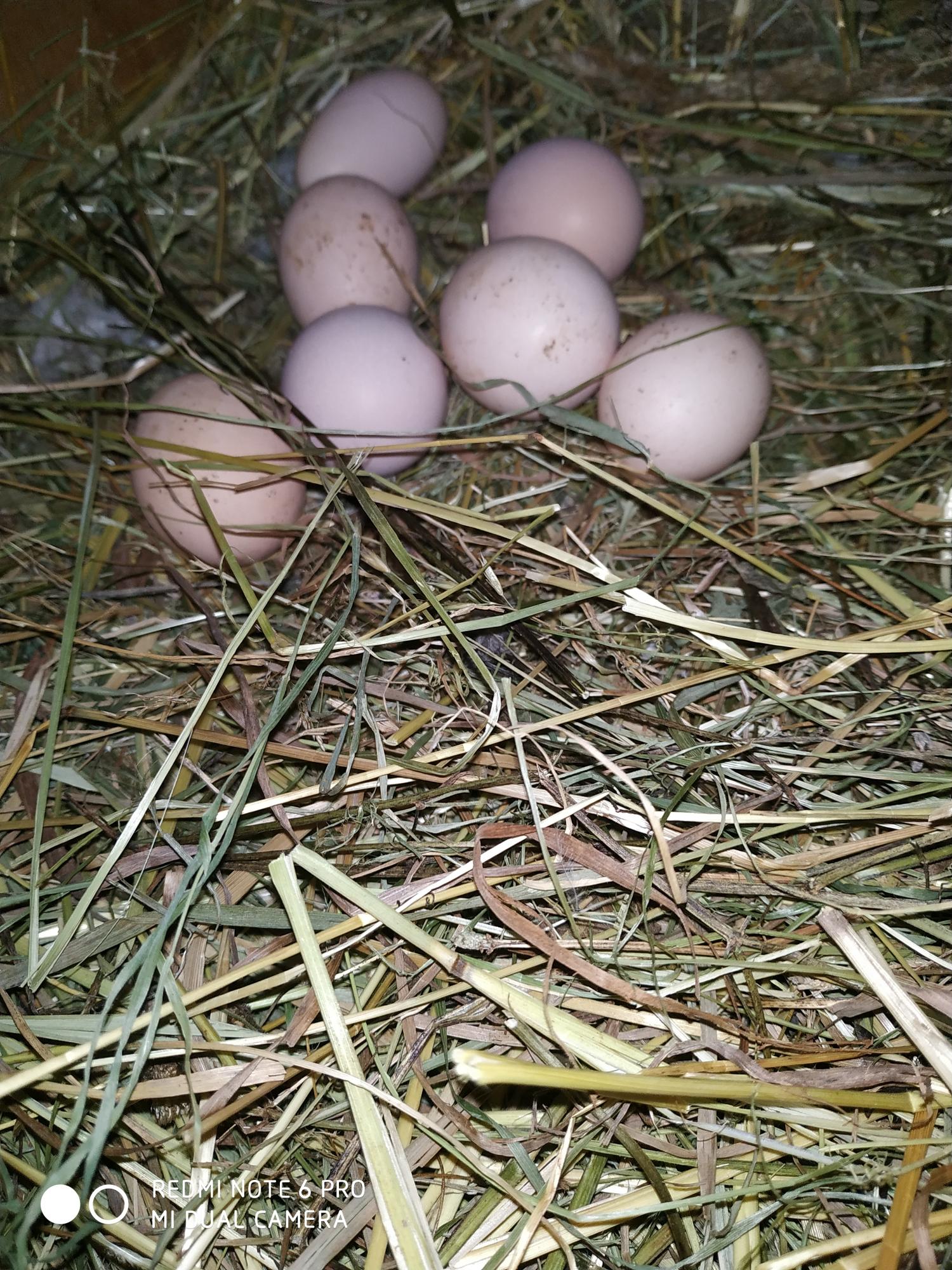 Инкубационное яйцо Адлерская Серебристая - фотография № 3