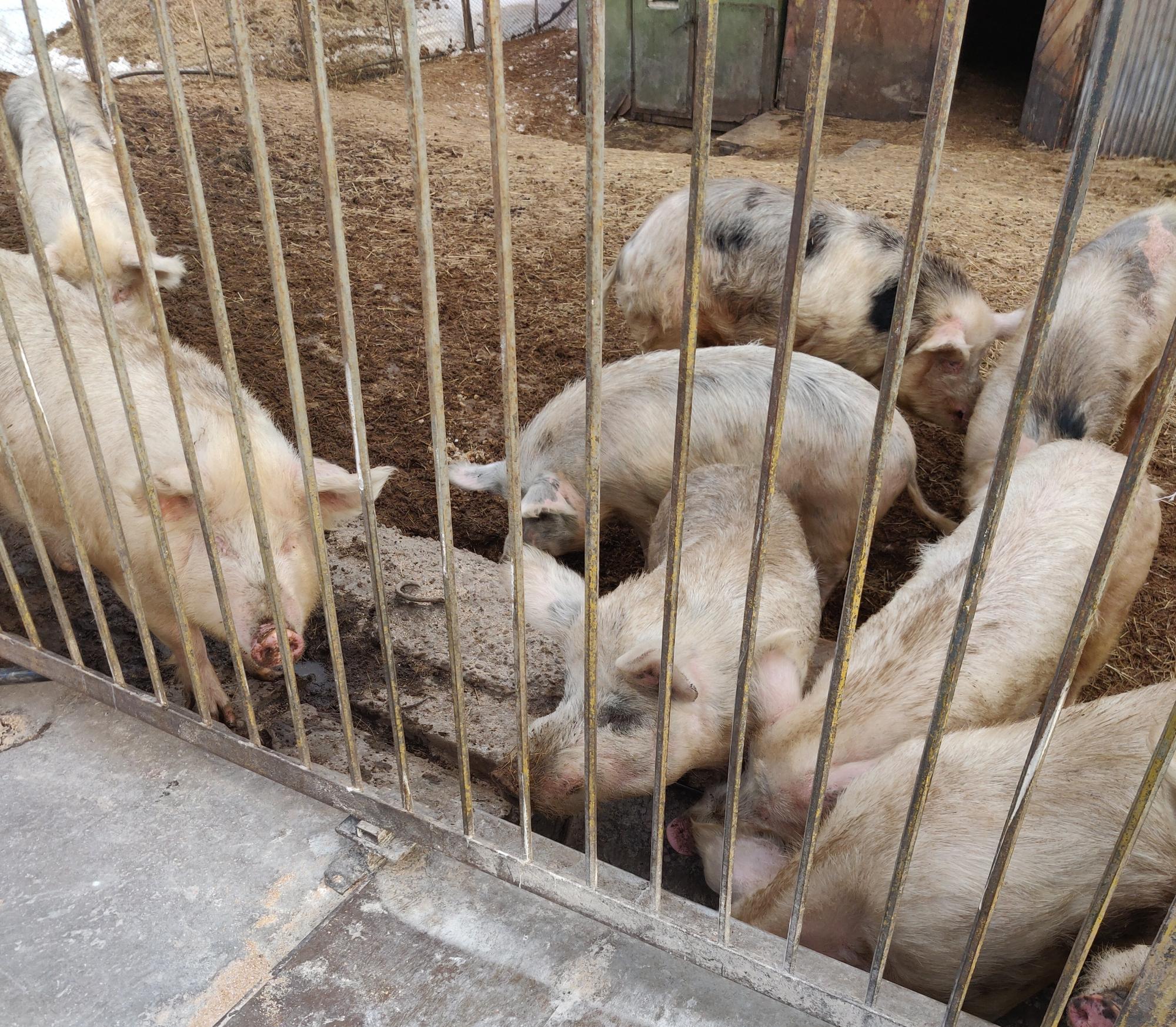 Продам свиней живым весом оптом