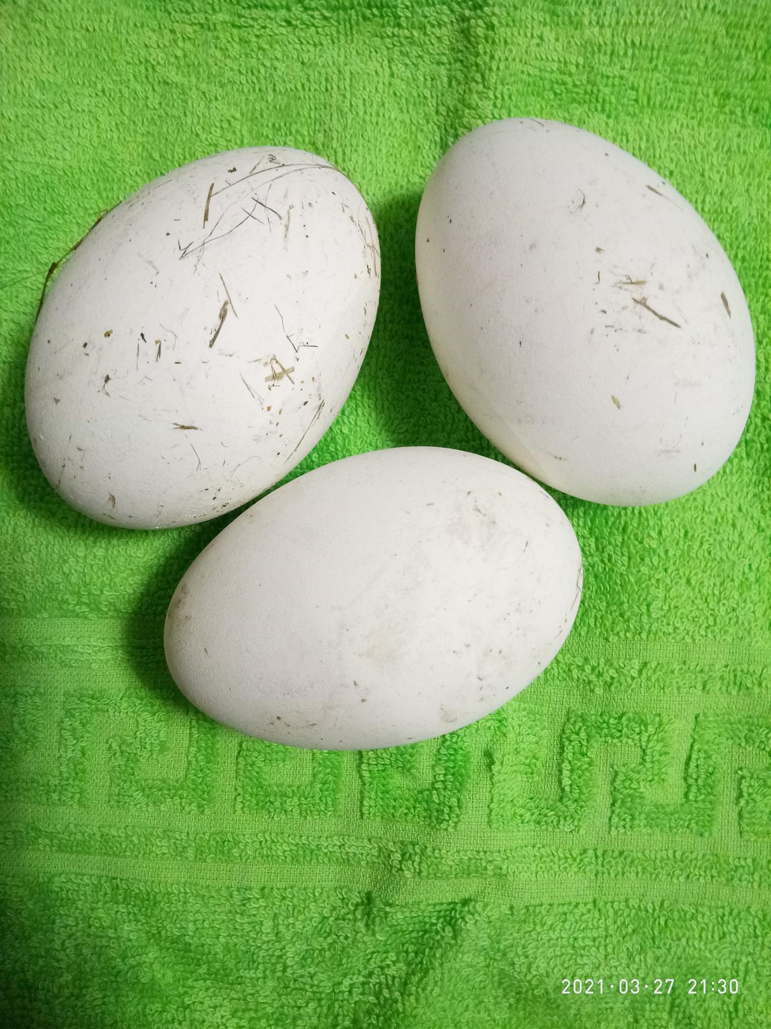 Инкубационные утиные, индоутиные и гусиные яйца - фотография № 2