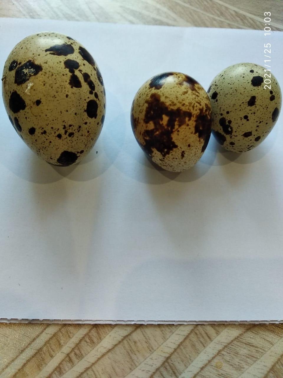 Перепелиные яйца - фотография № 2