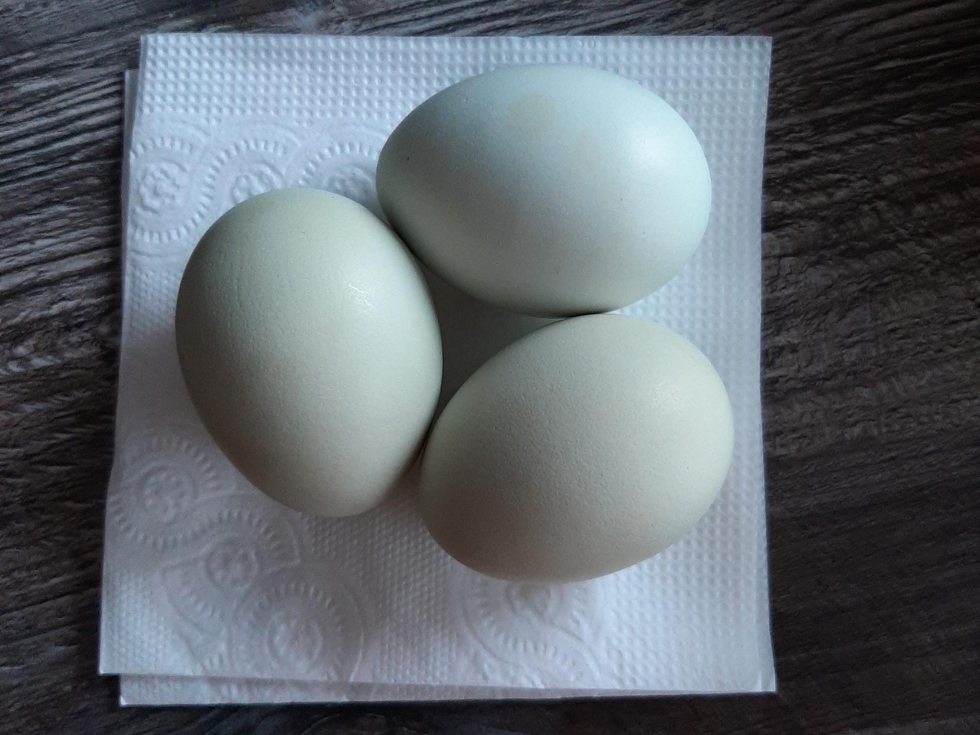 Цвет яйца Пушкинской породы. Яйца по пушкински. Куры Легмар оливковое яйцо.