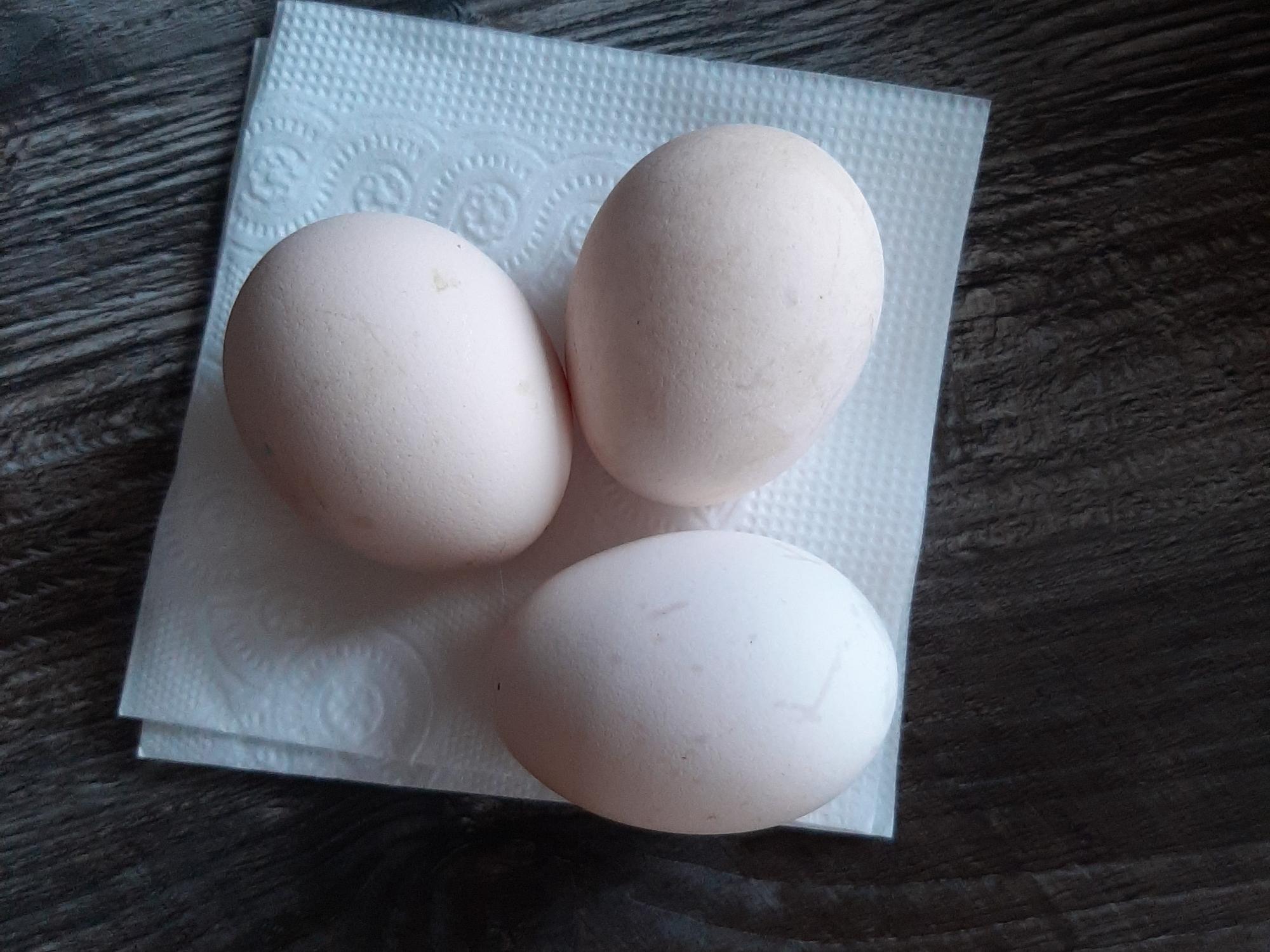 Hub 1007011 яйцо инкубационное. Бежевое яйцо куры Ухейилюй. ЛЕГОРНЫ какого цвета яйца. Цвет яйца Пушкинской породы.