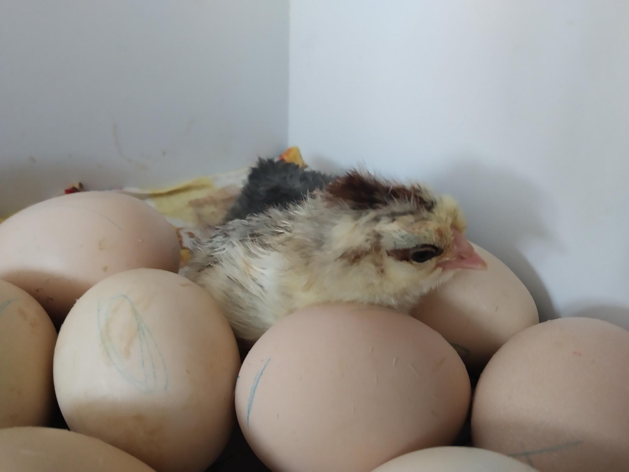 Инкубационные яйца - фотография № 8