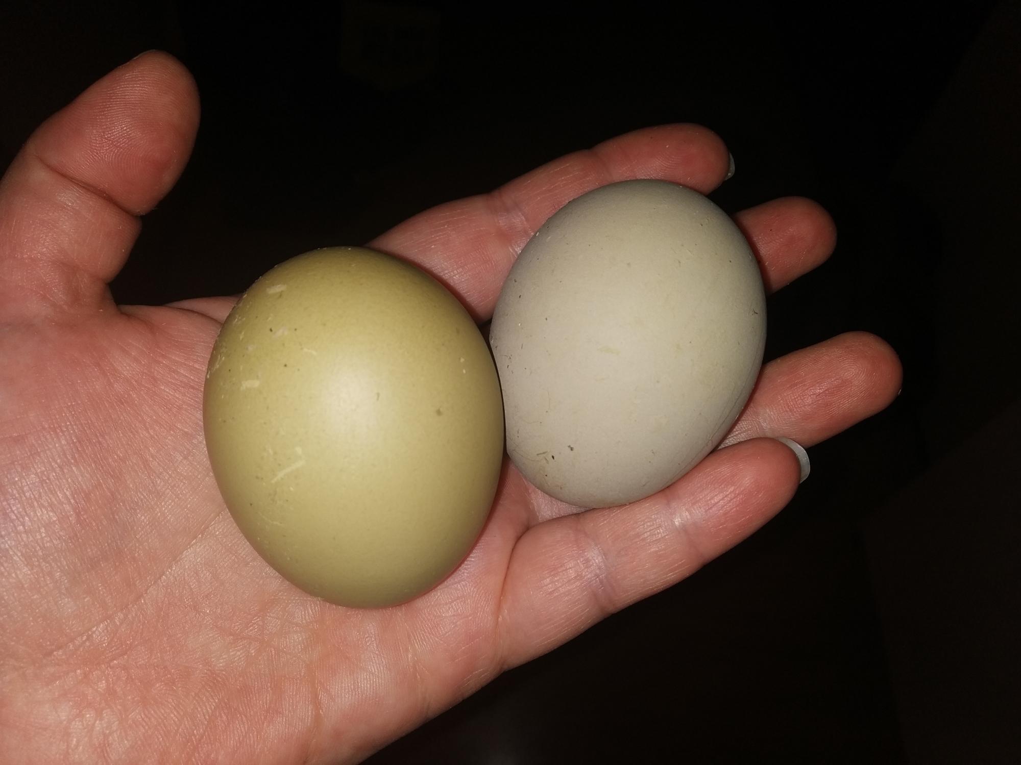 Инкубационные яйца - фотография № 9