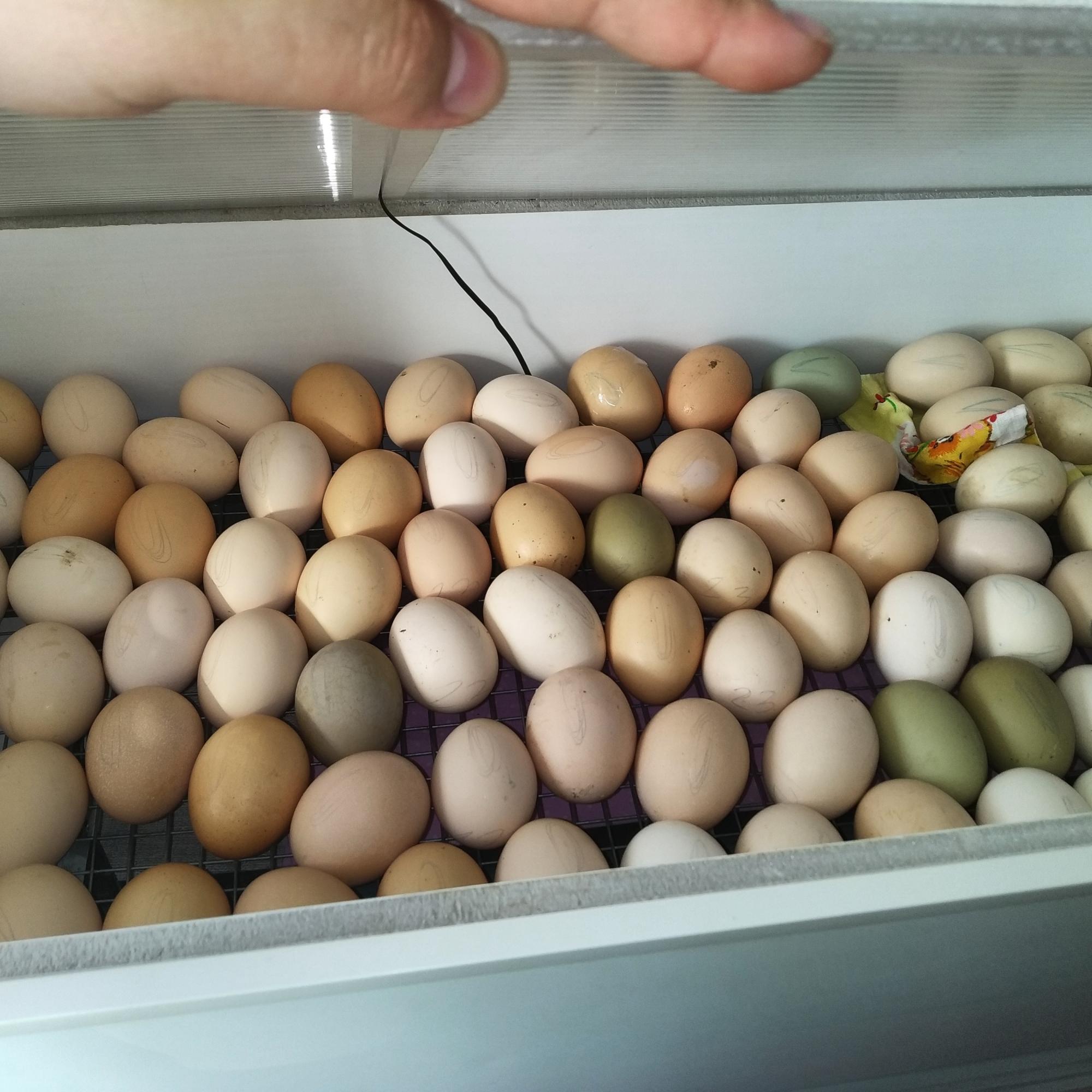 Инкубационные яйца - фотография № 10