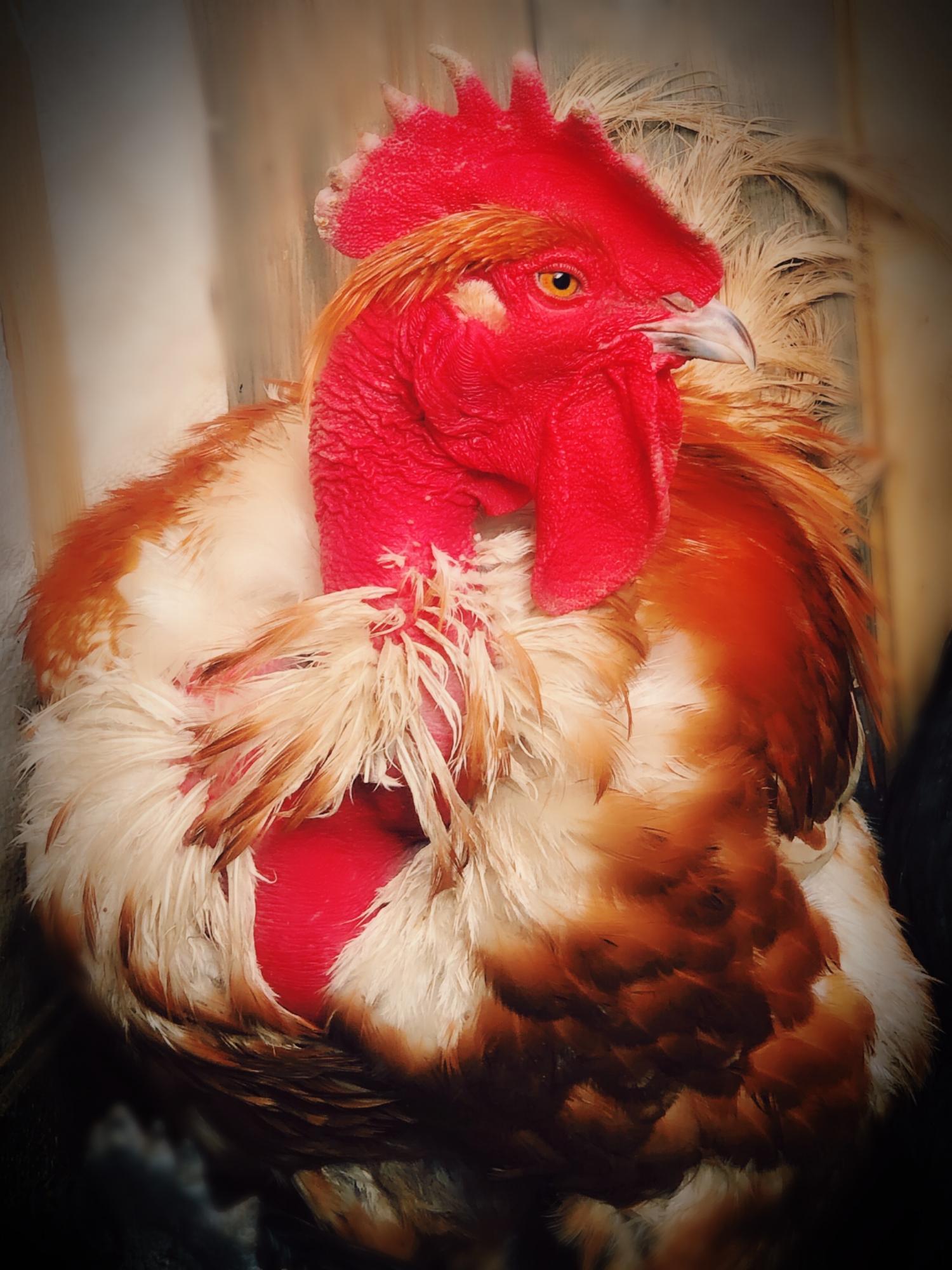 Цыплята из цветного яйца породных кур - фотография № 3