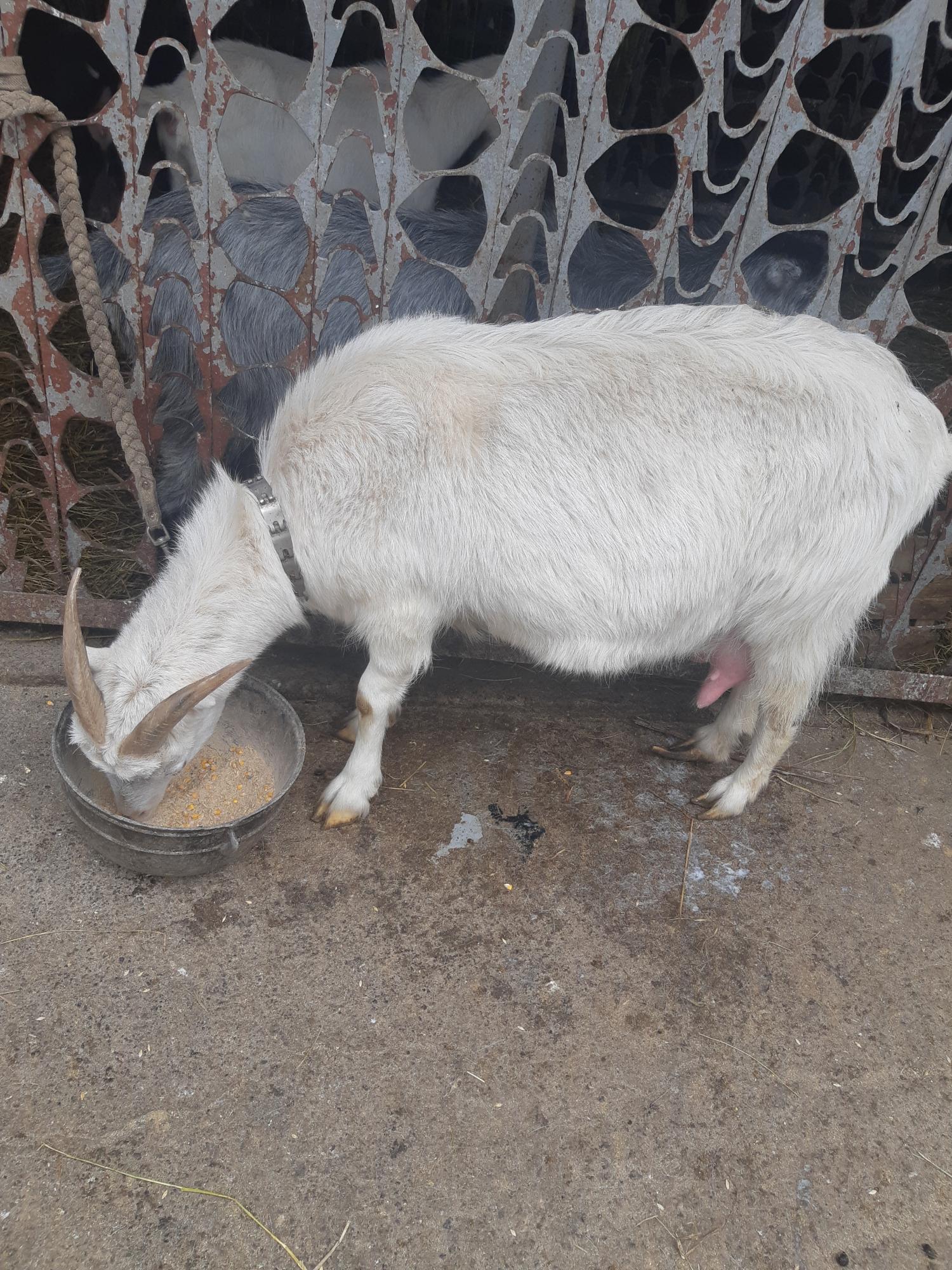 Молочная дойная коза - фотография № 4