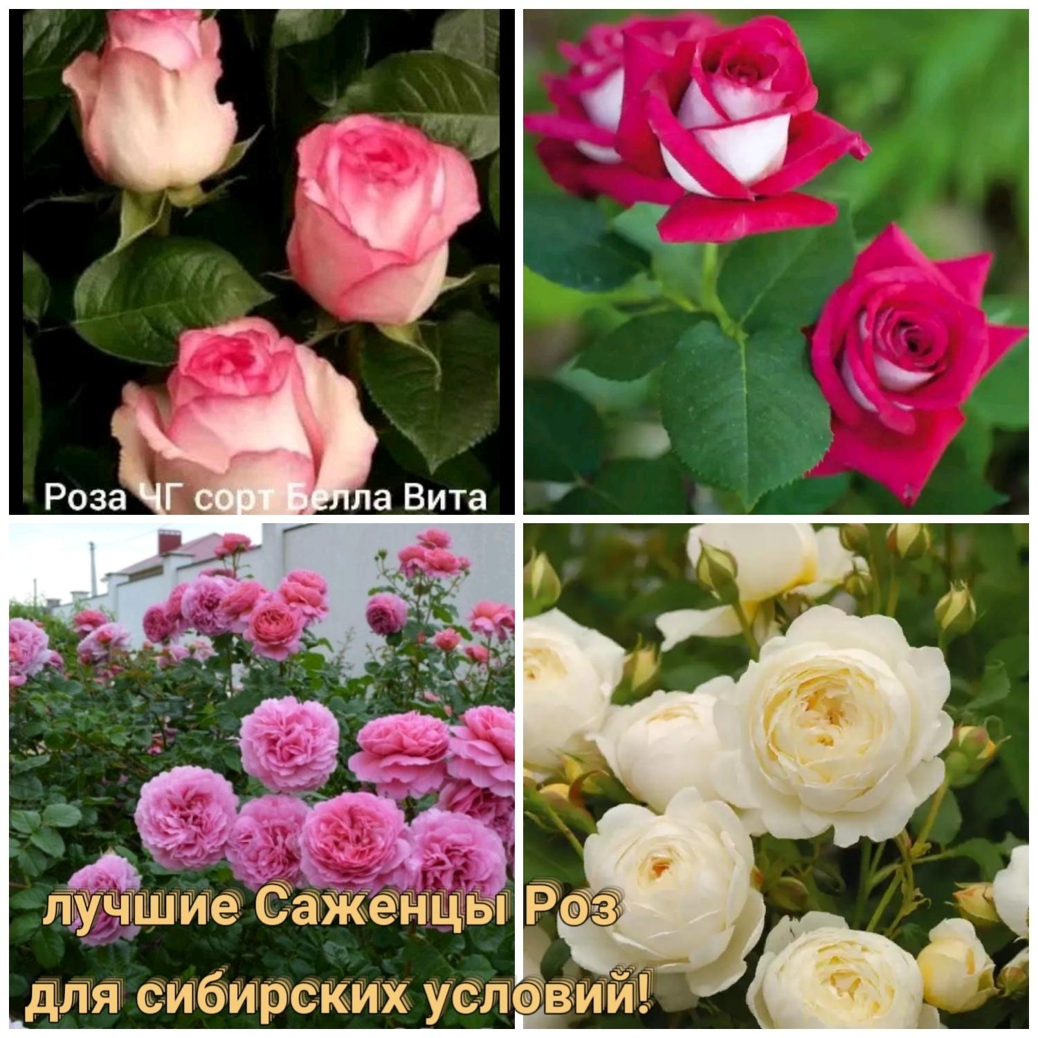 Саженцы роз