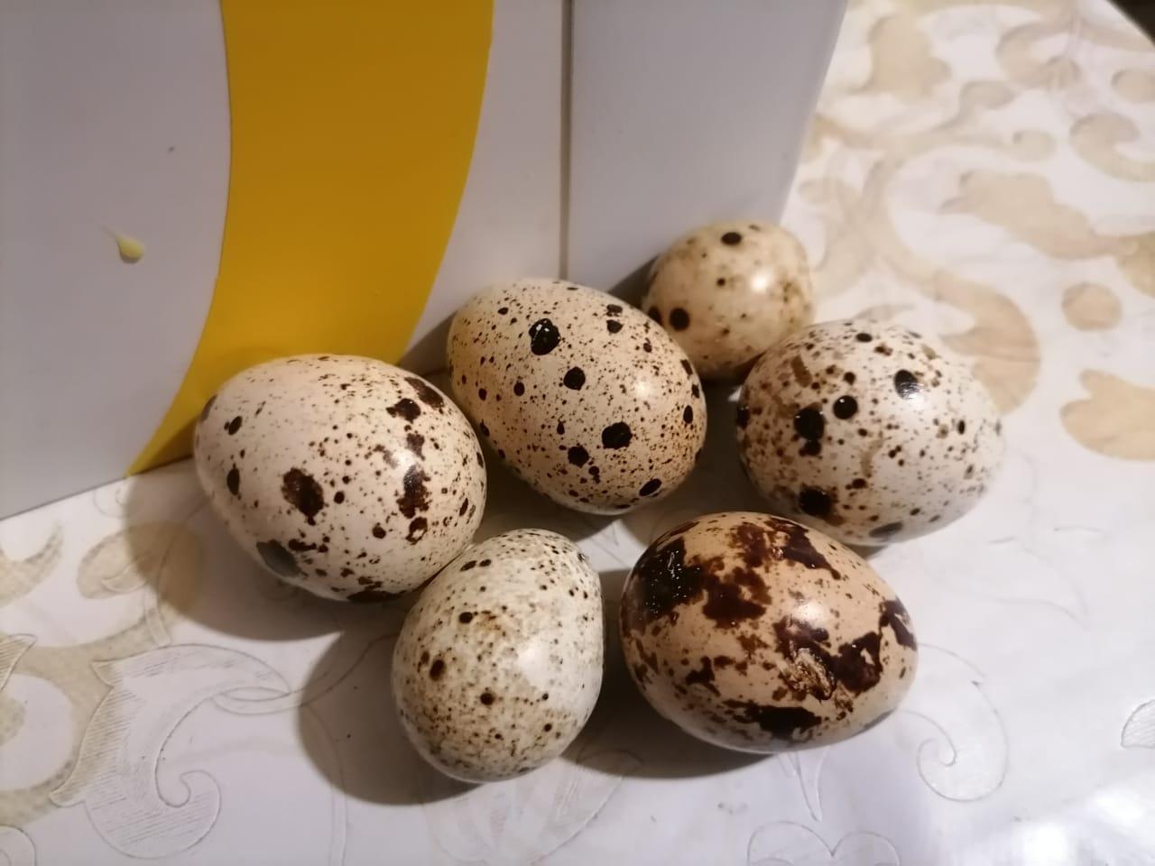 Инкубационные яйцо,Перепела,Яйца пищевые, - фотография № 1