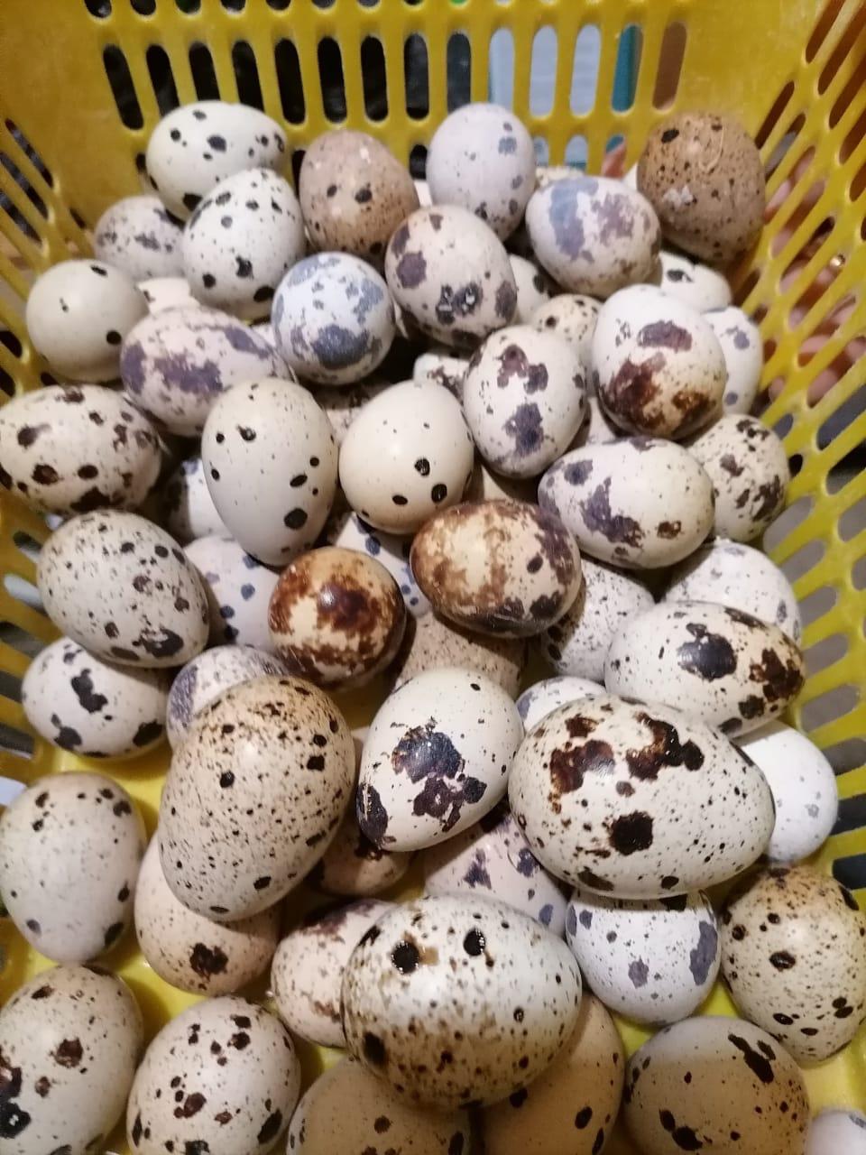 Инкубационные яйцо,Перепела,Яйца пищевые, - фотография № 7