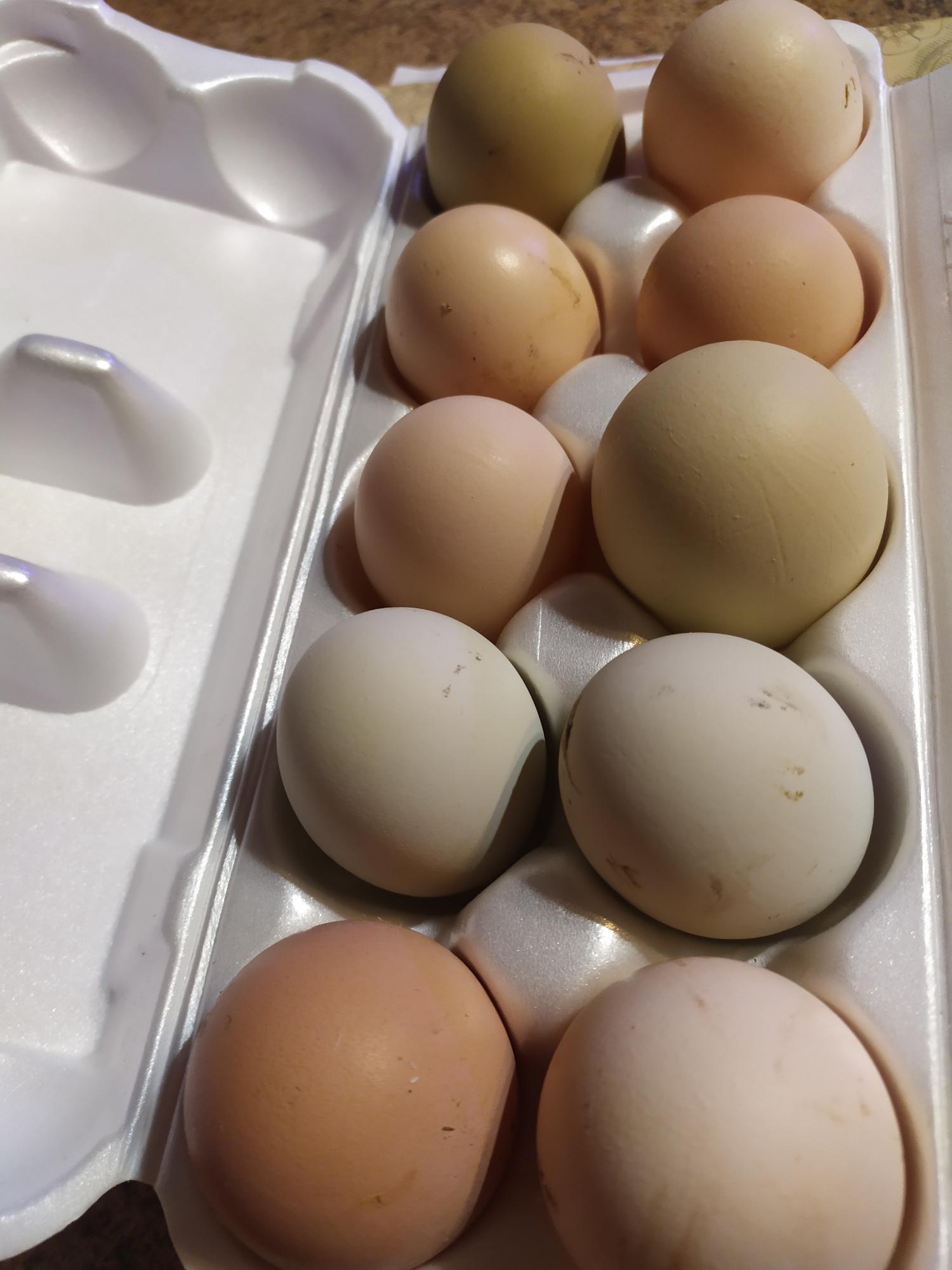 Инкубационные, куриные яйца